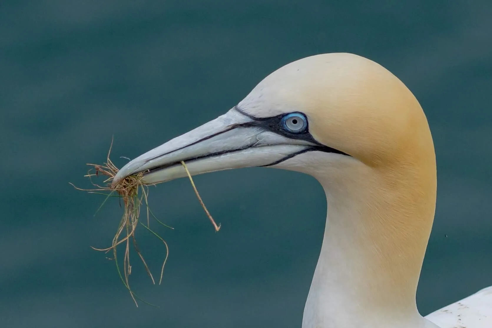 Gannet