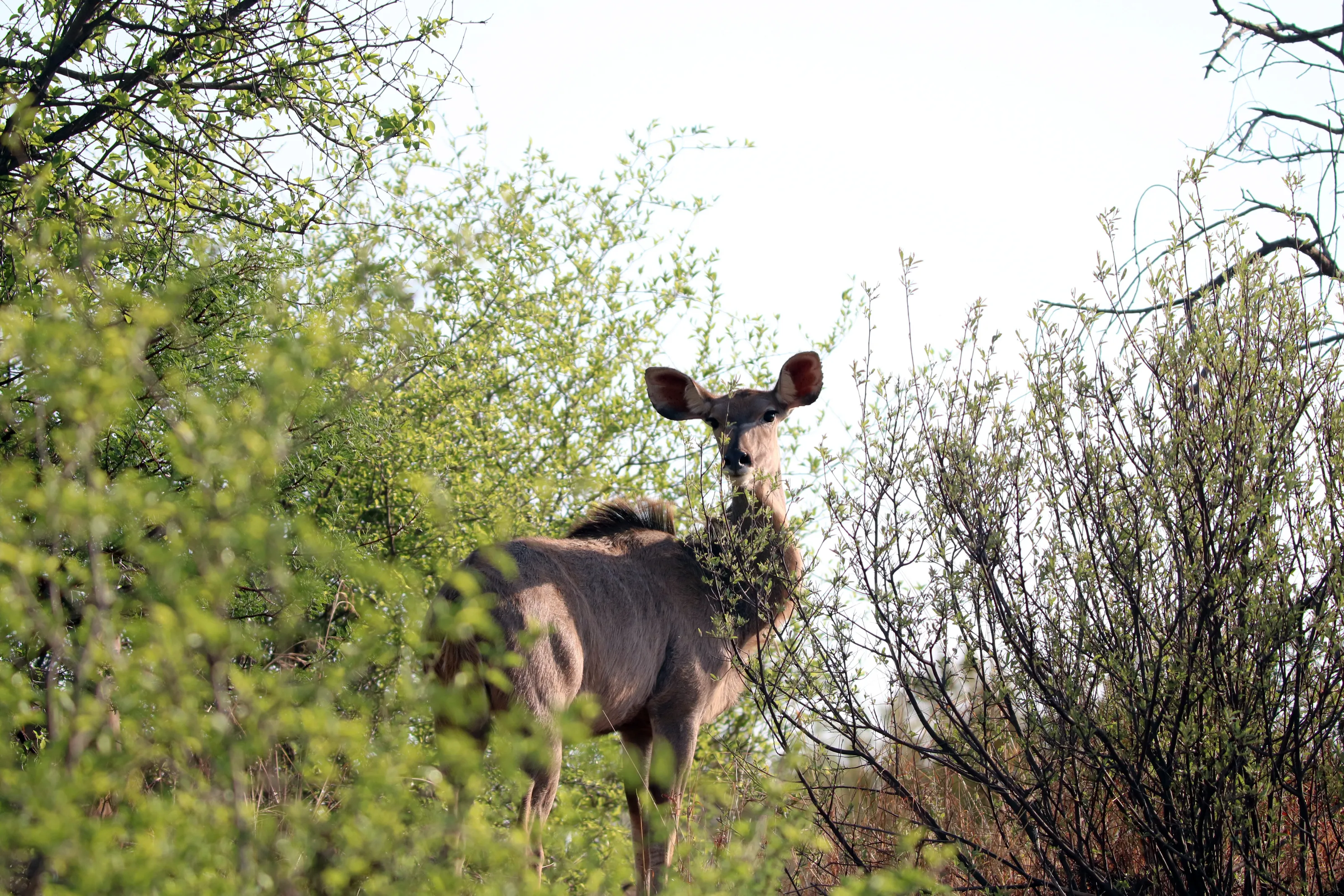 Kudu Amongst The Green