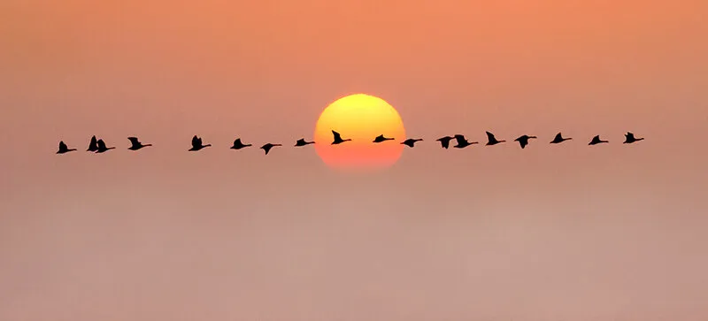 Follow the Leader
