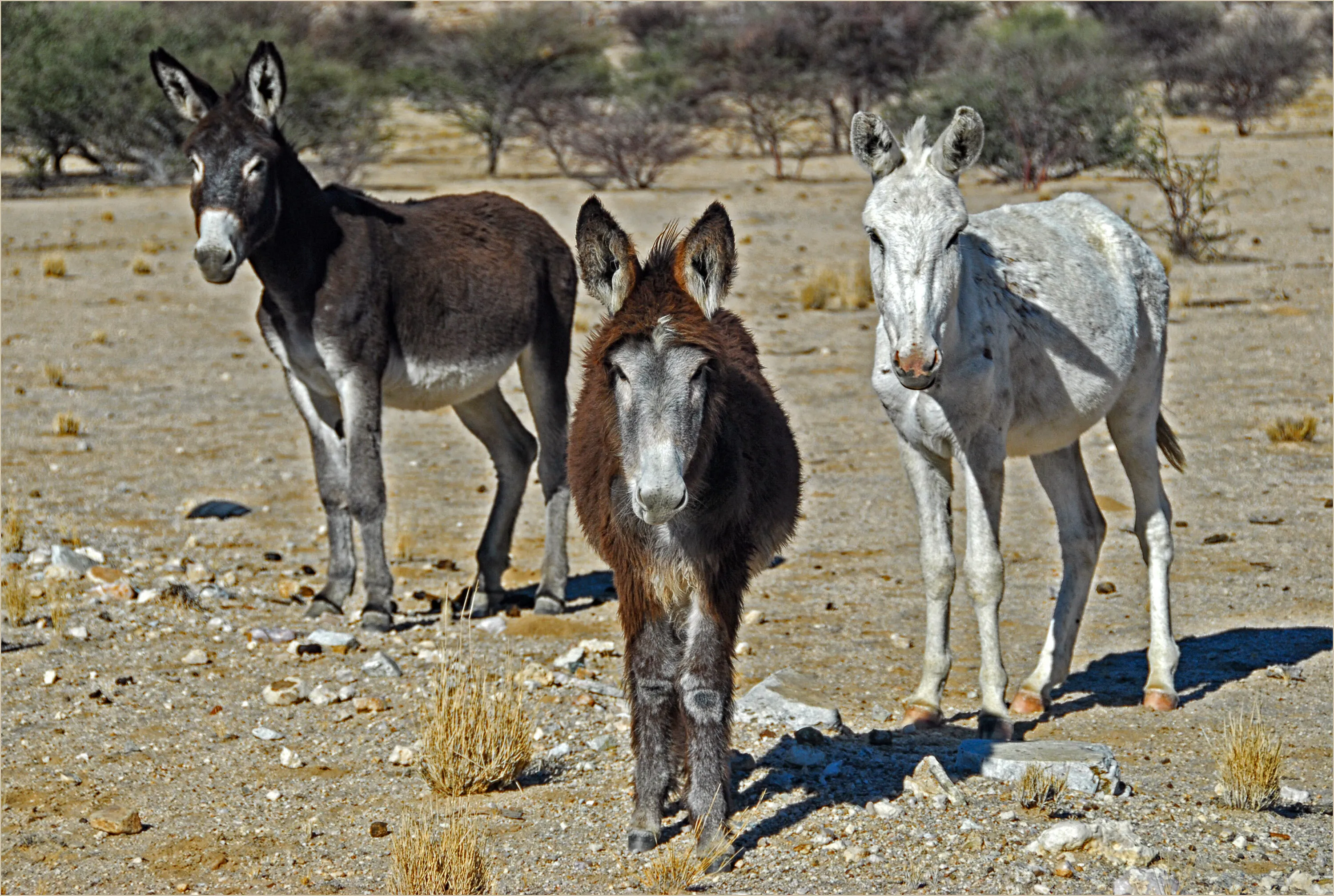 Three Amigos