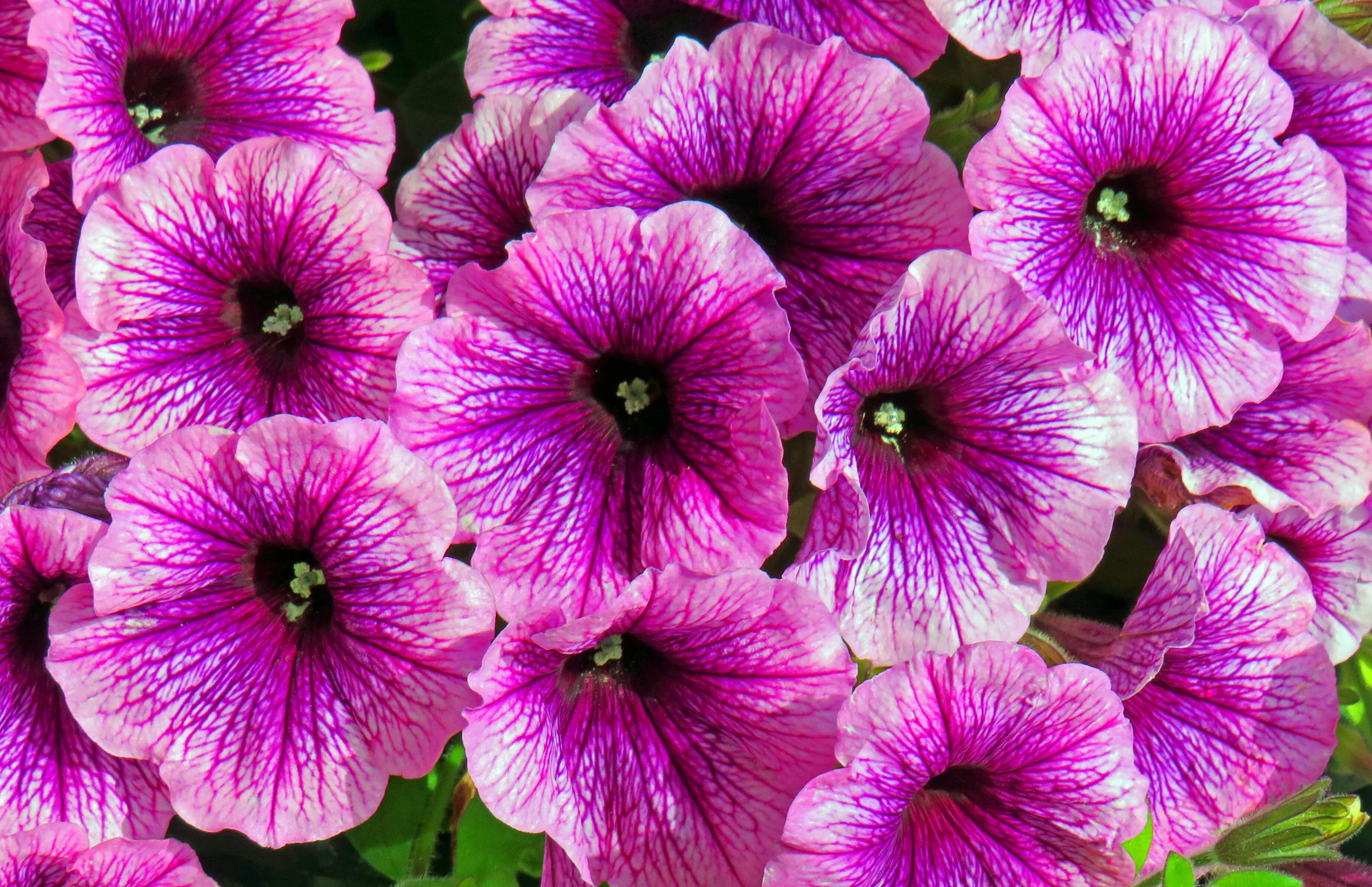 Purple Flowers