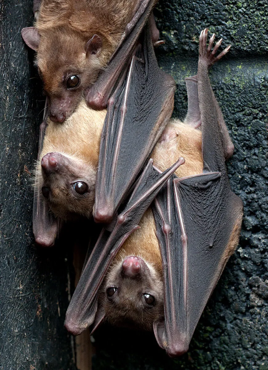 Roosting Egyptian Fruit Bats