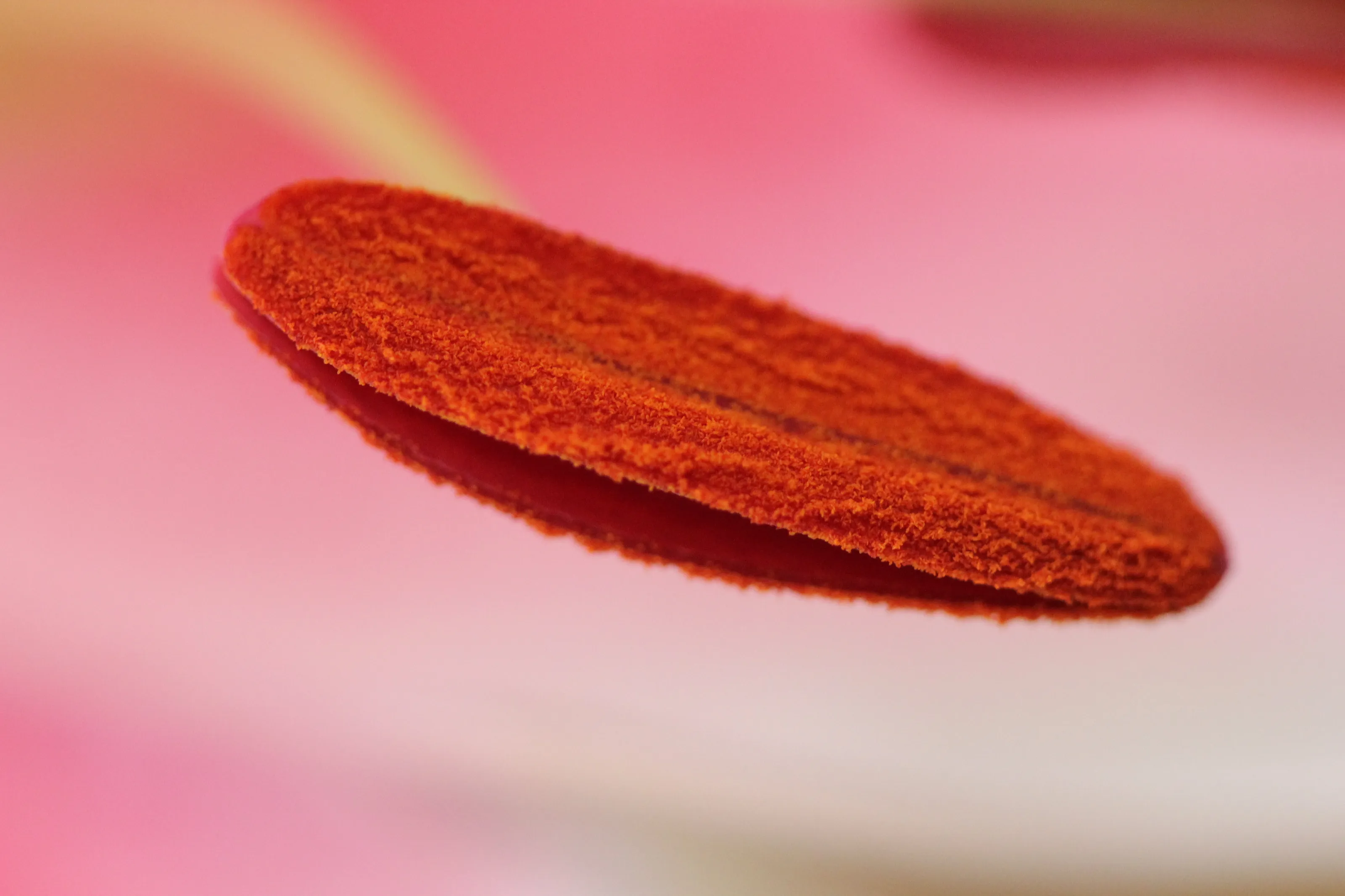 Lilly Stamen