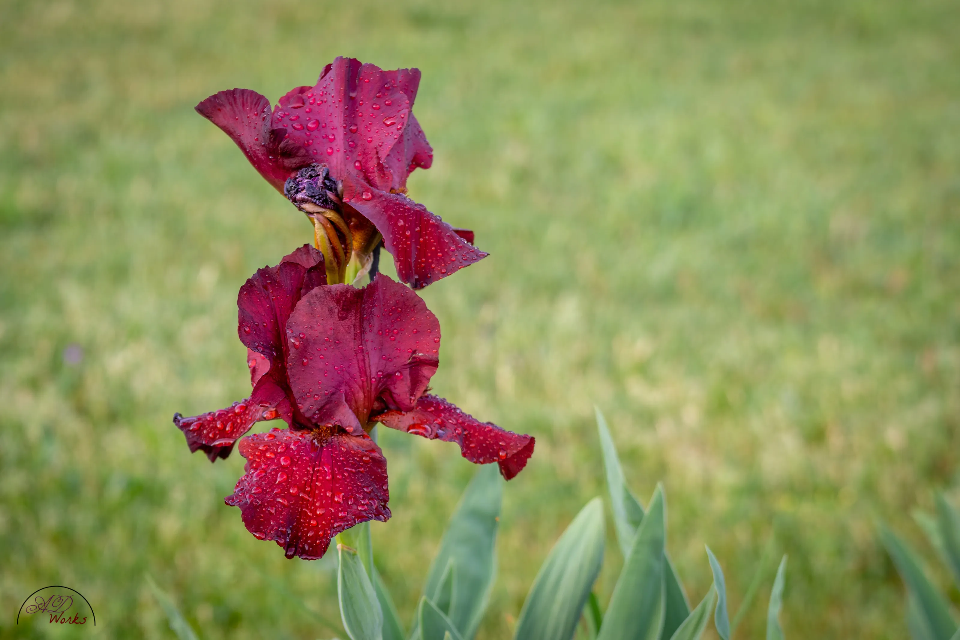 Iris