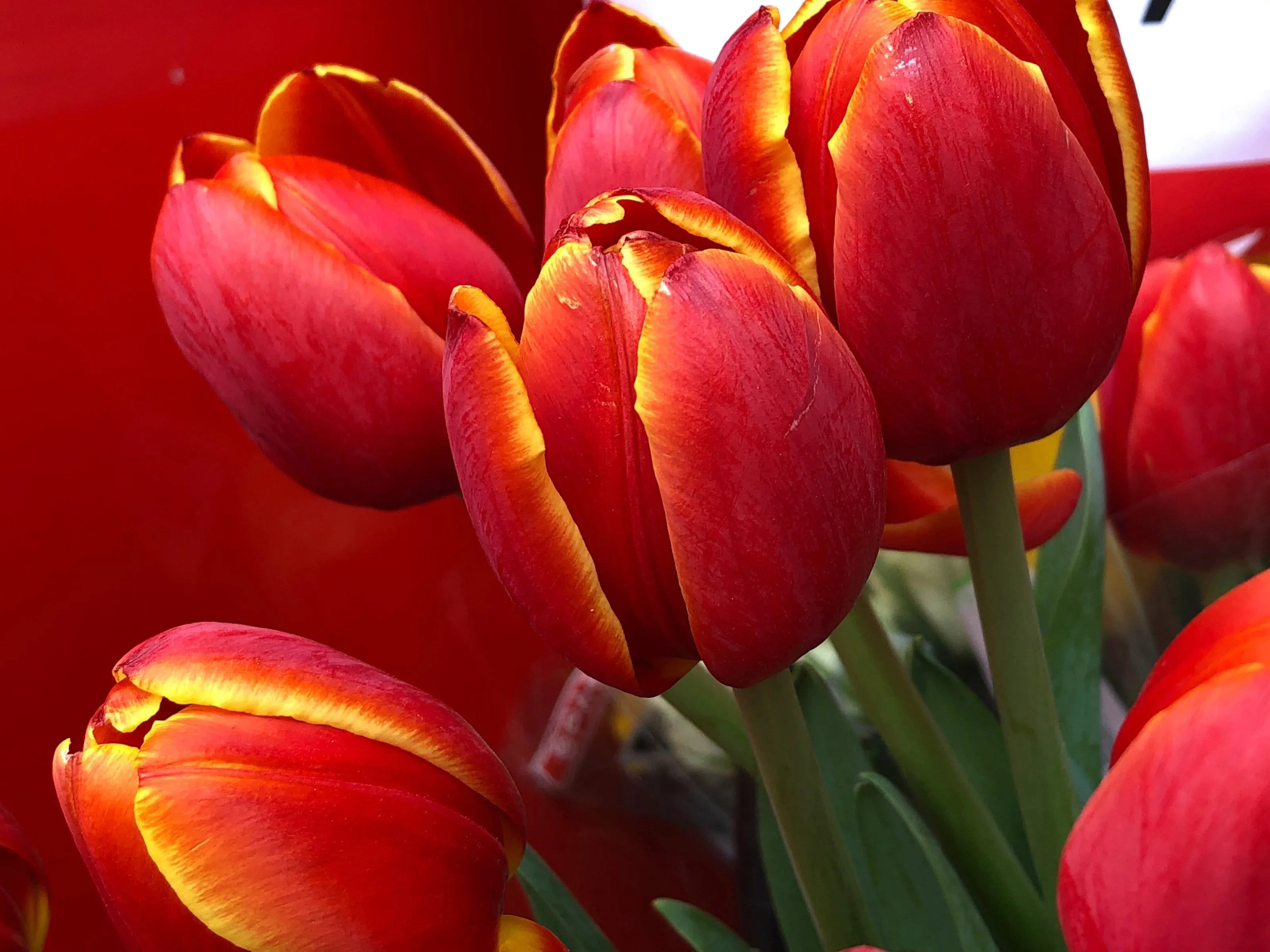 Blazing Red