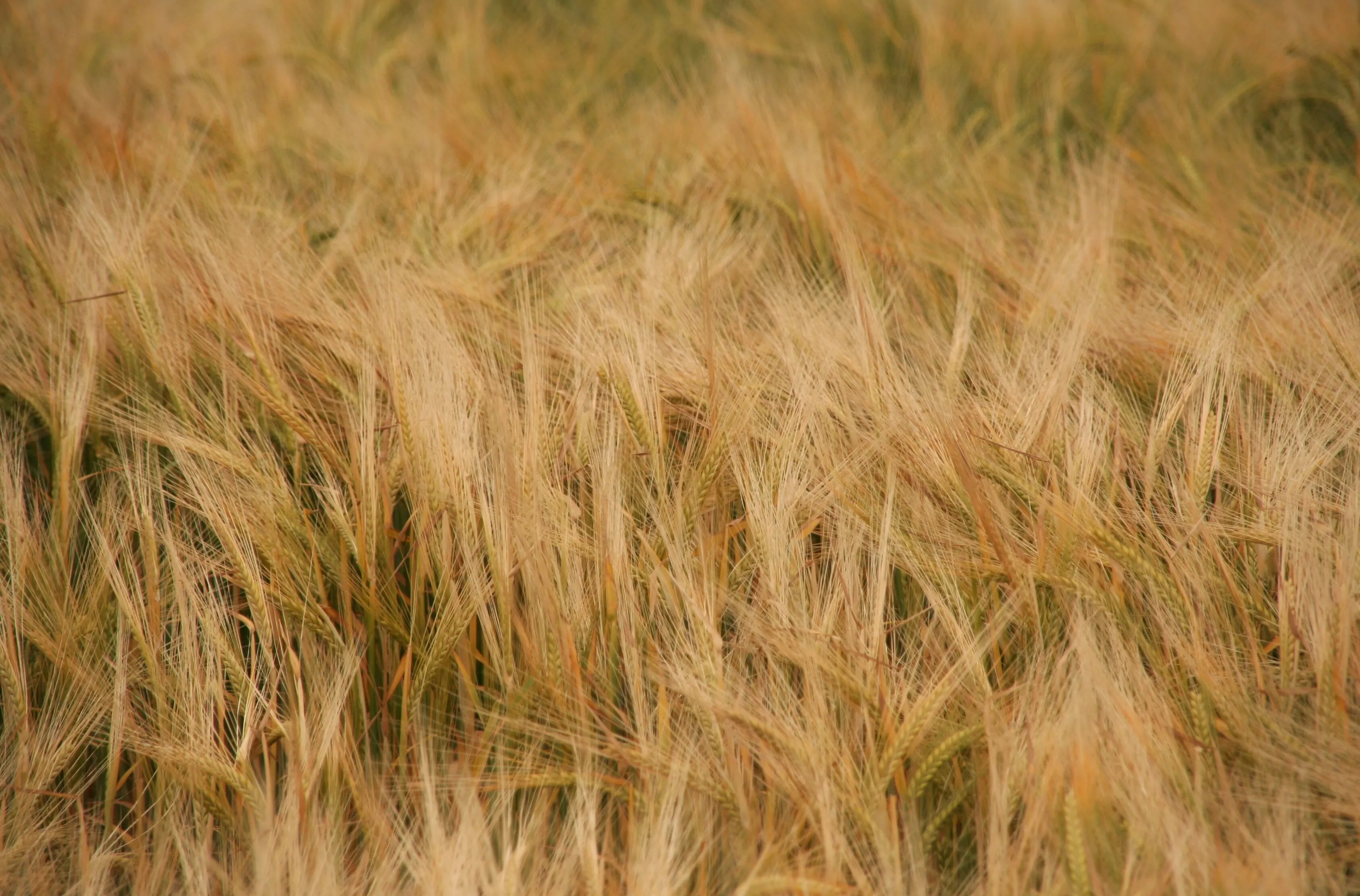 Wisps of Barley