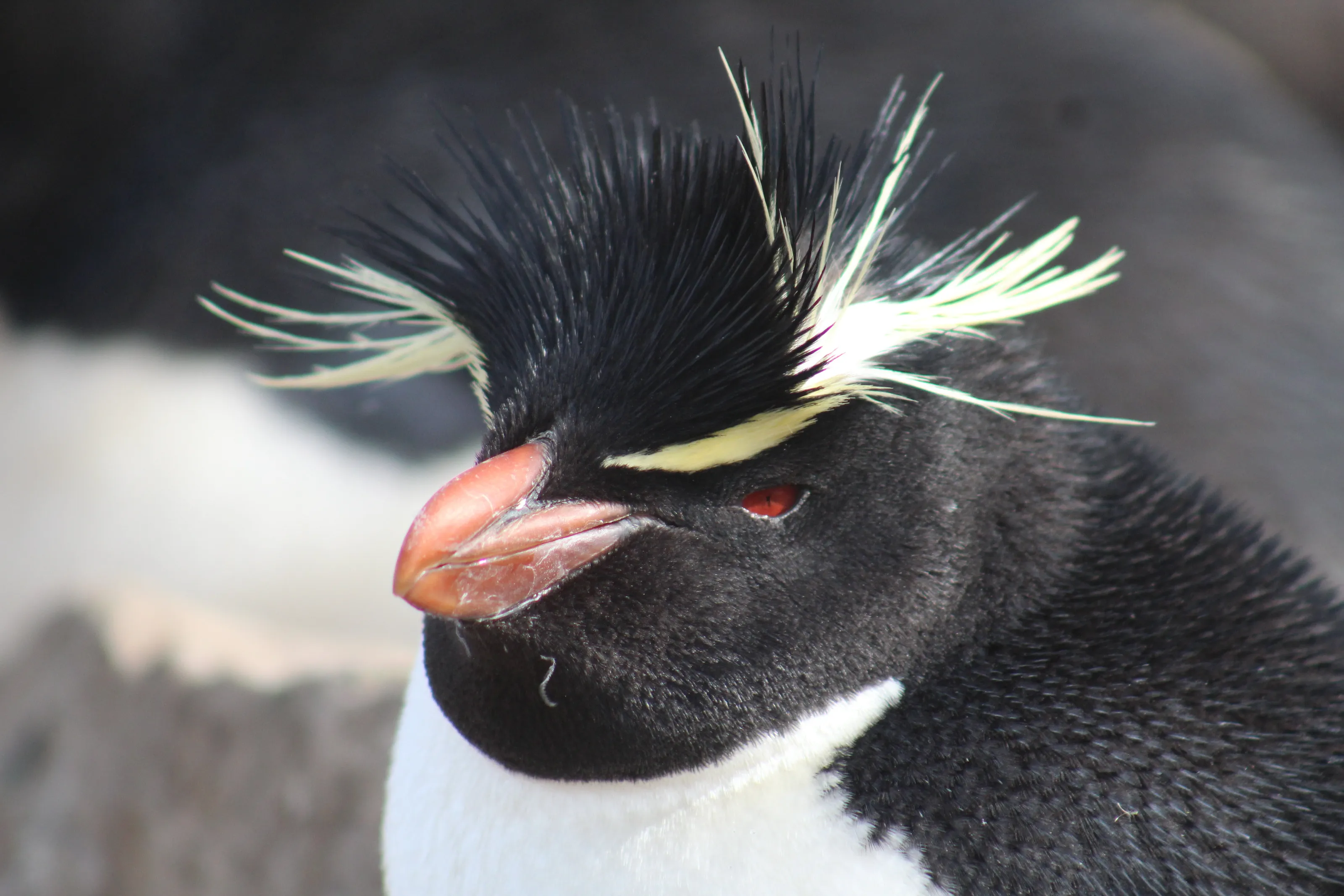 Southern Rockhopper Penguin