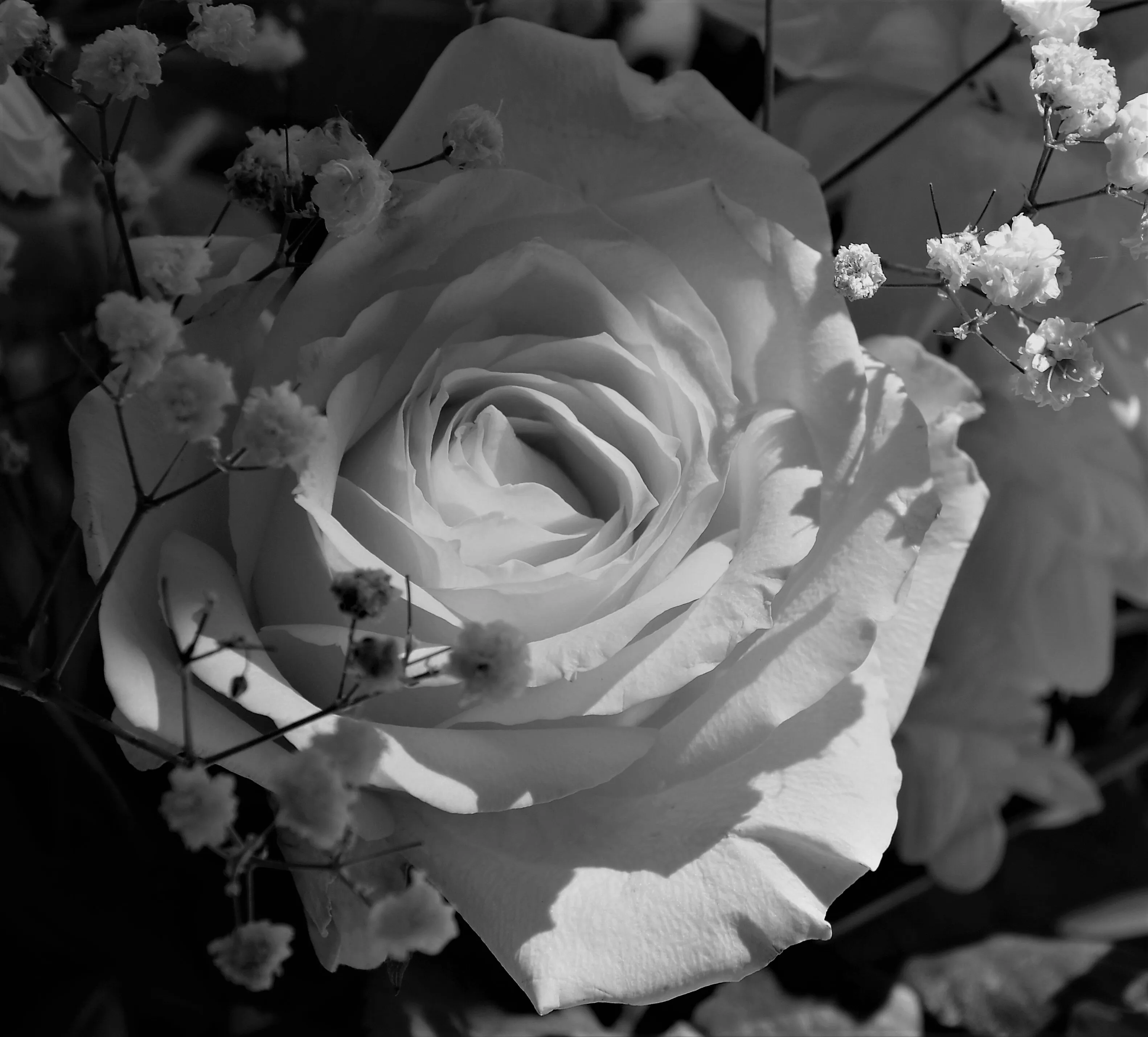 Douceur d'une rose..