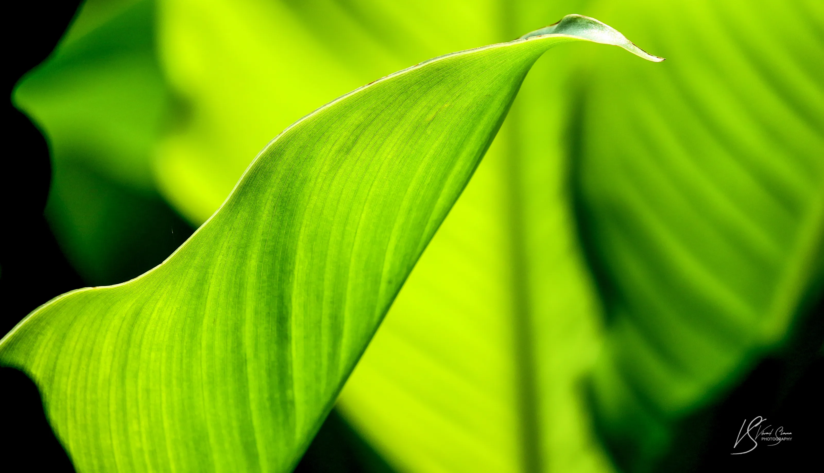 Go Green..!!