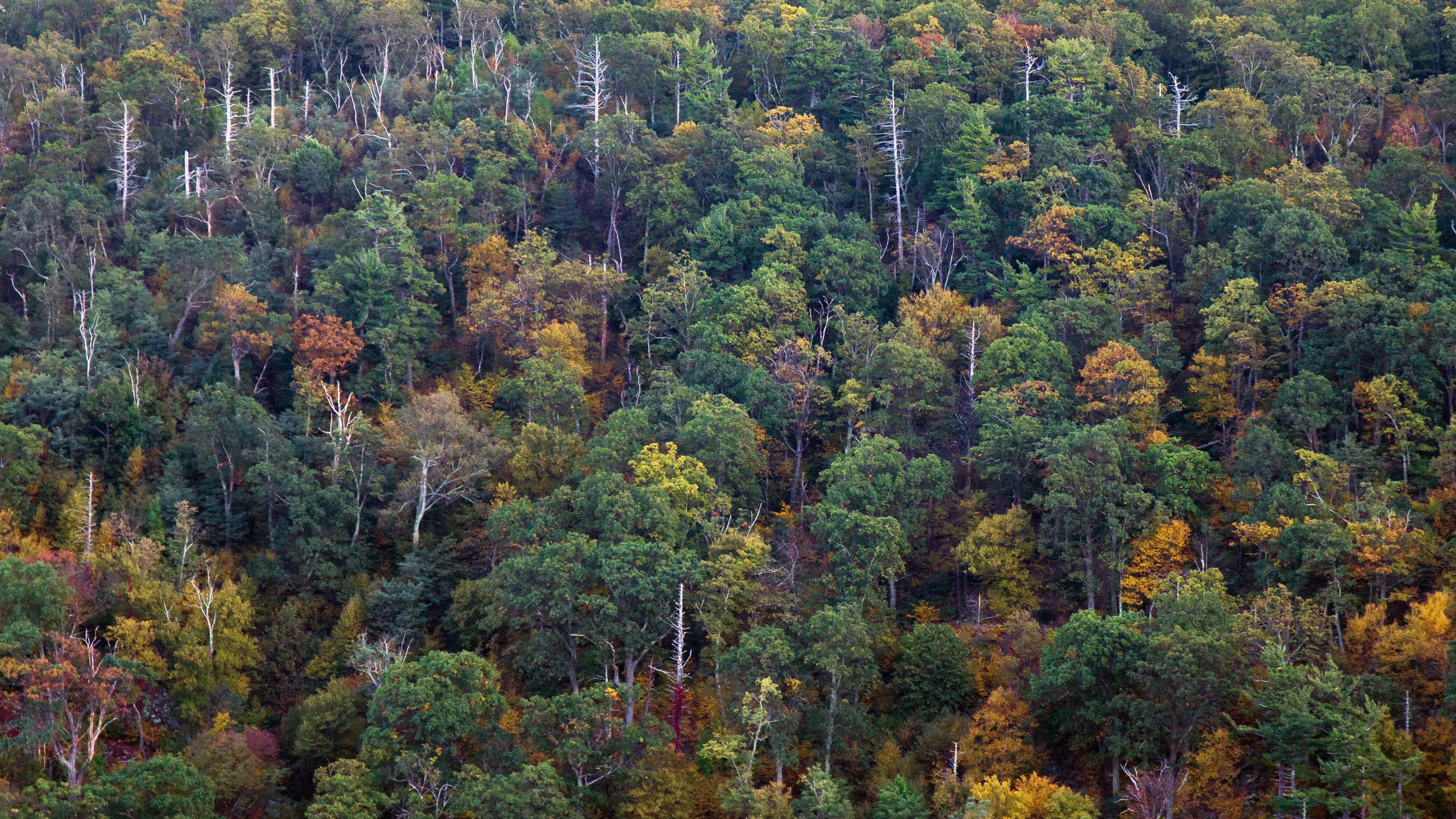 Virginia Fall