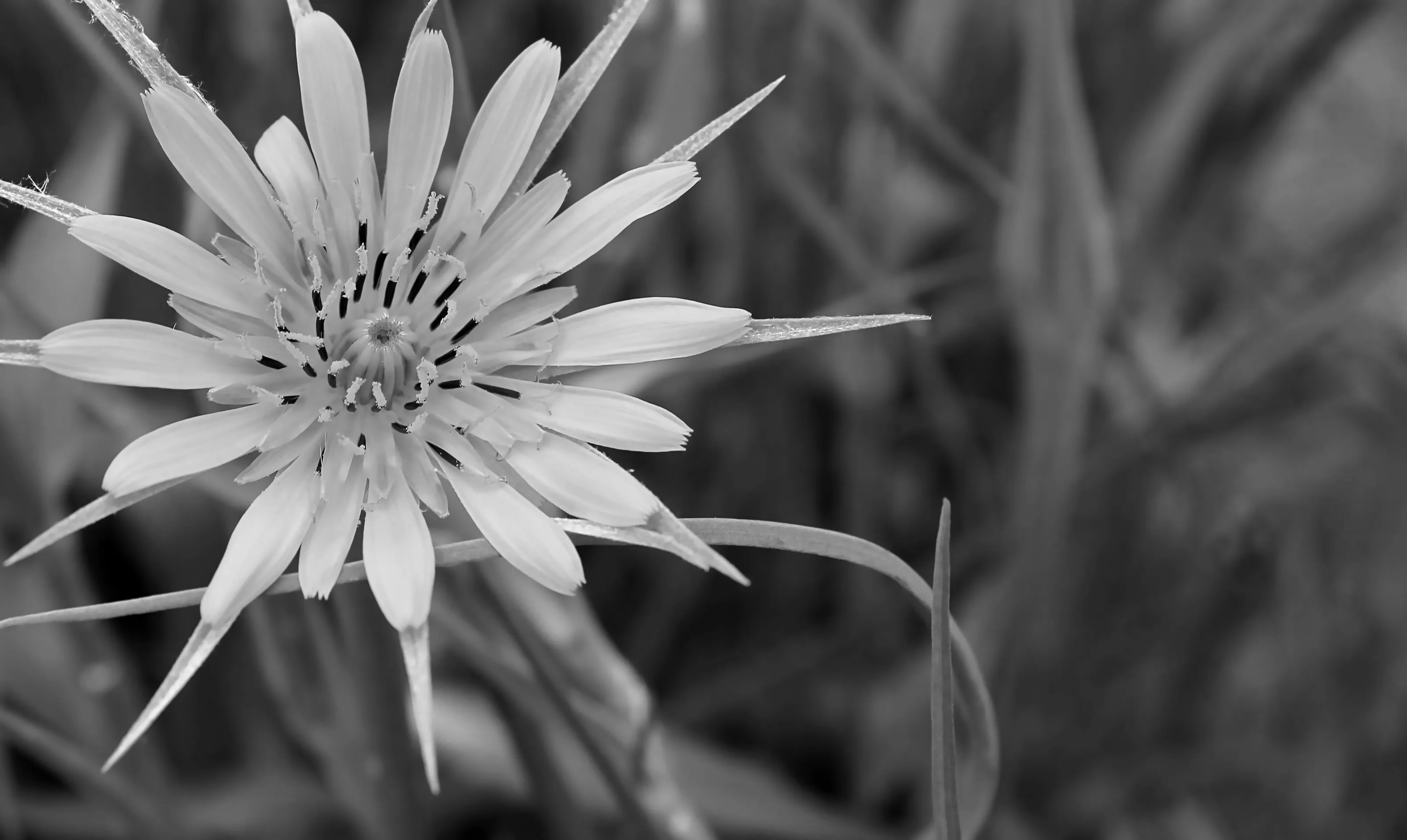 Dandy