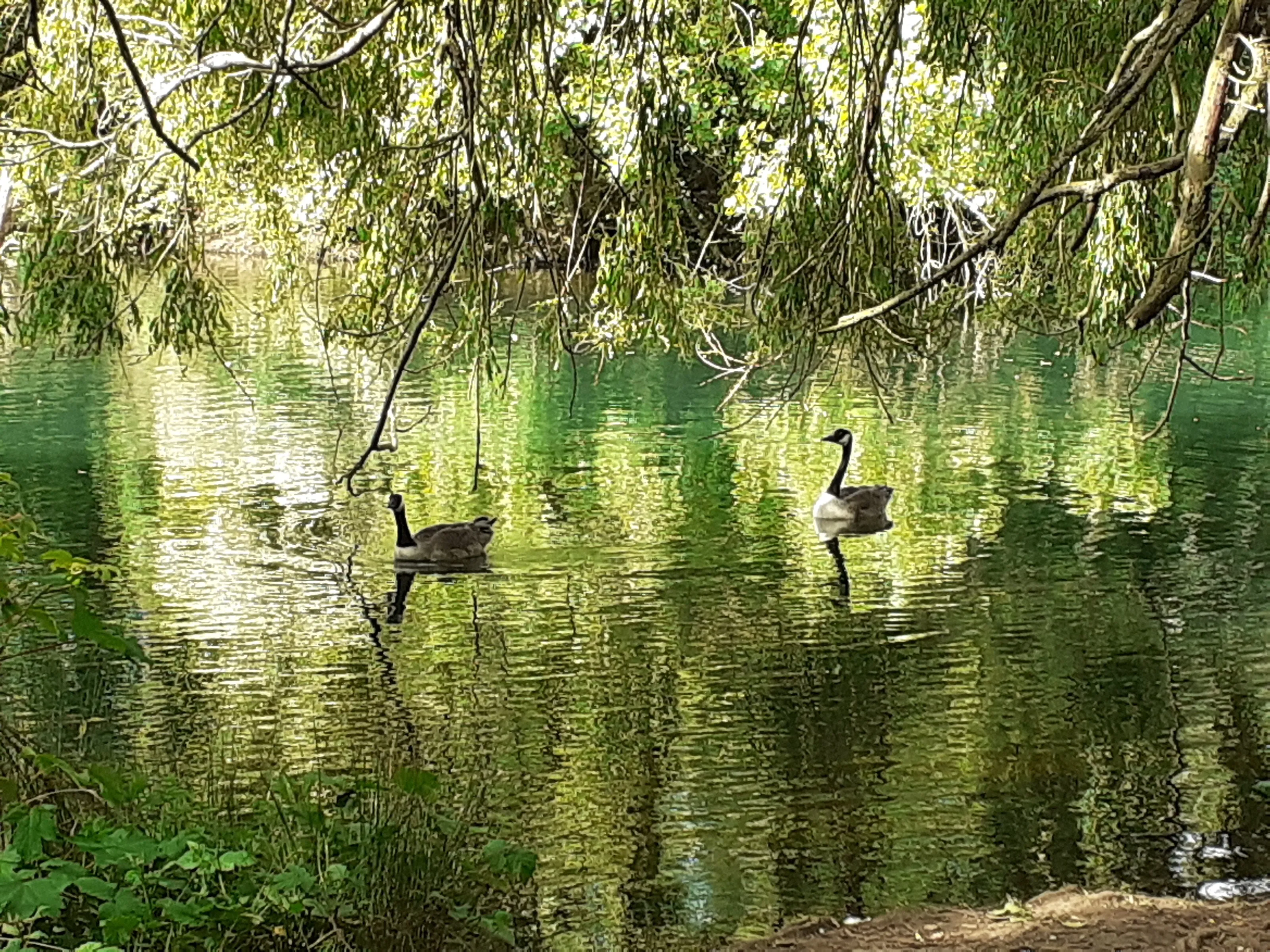 Tranquility under the willow