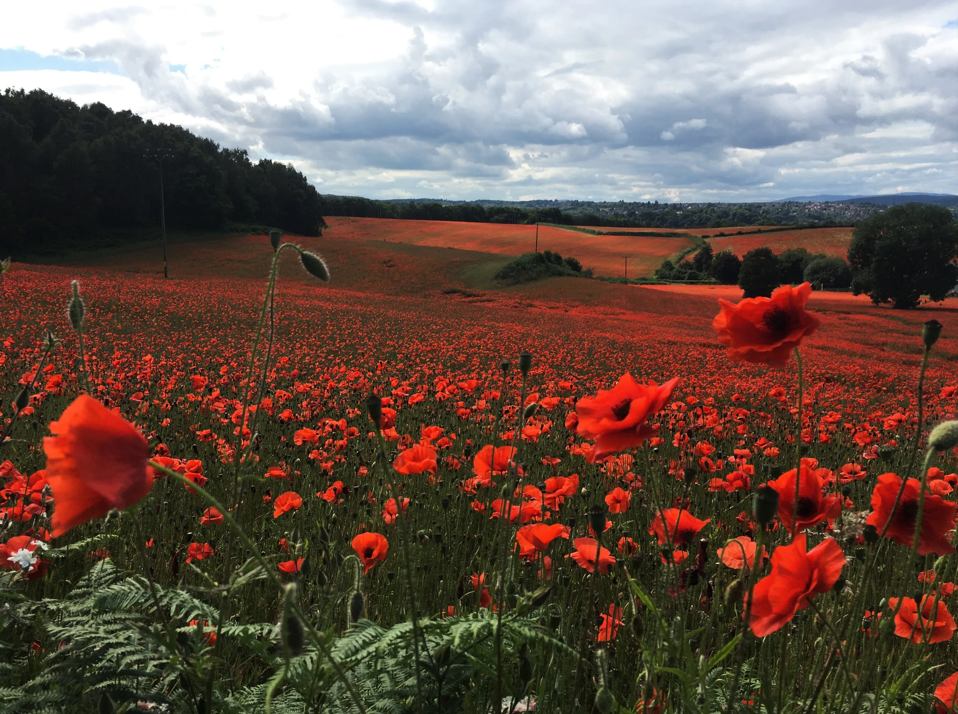 Poppies