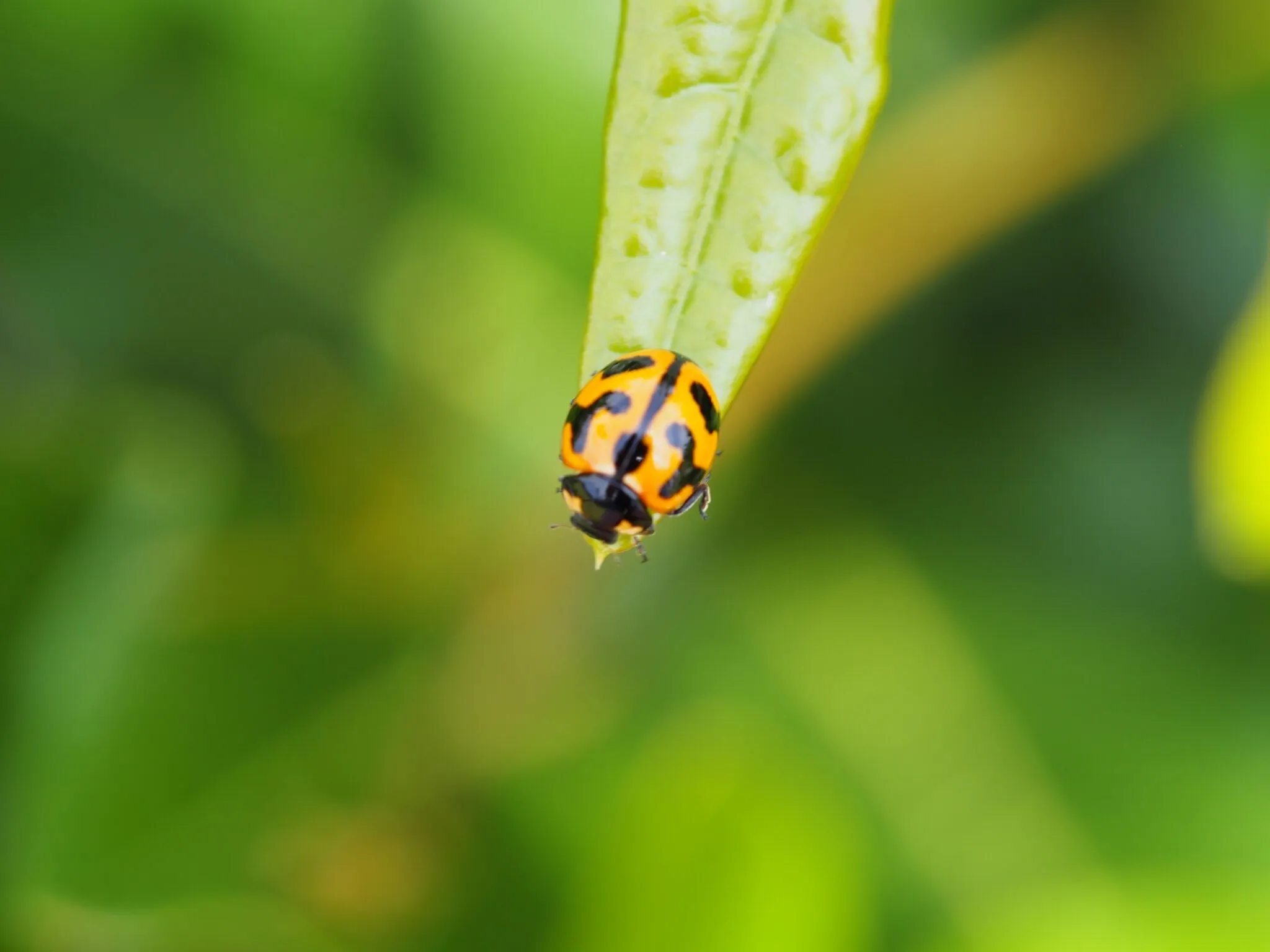 Lady Bug