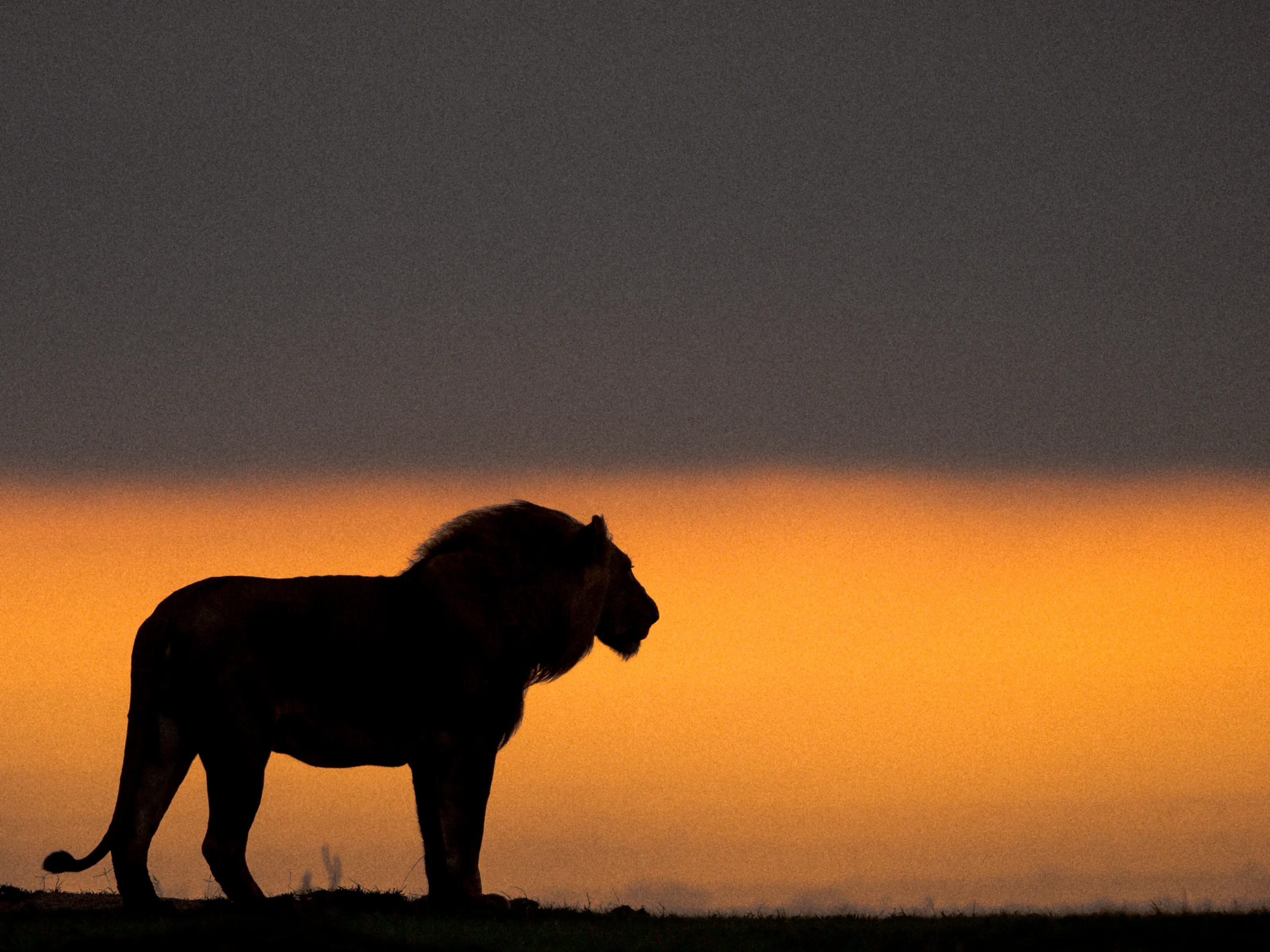 Lion King