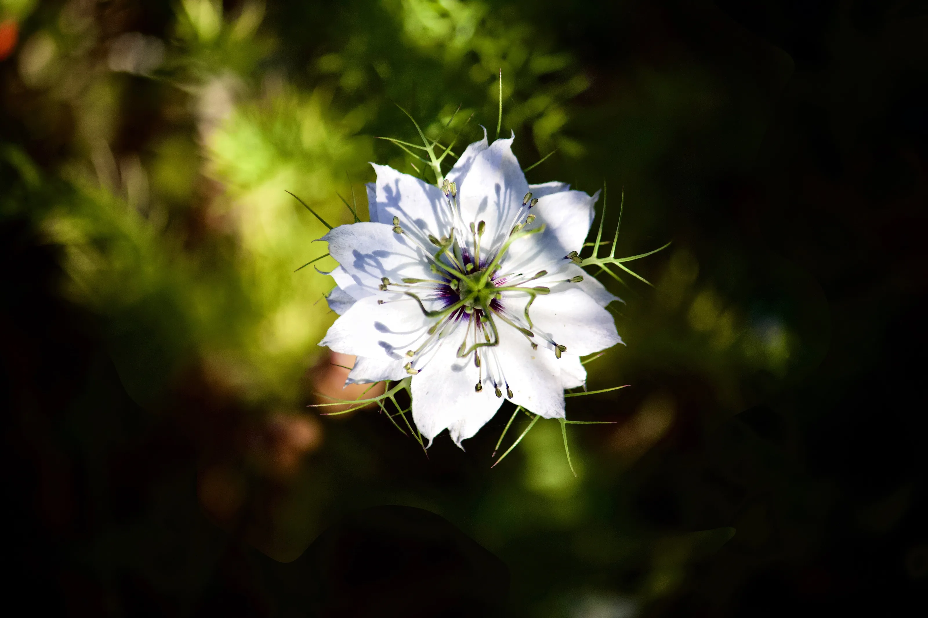 Black-cumin flower.