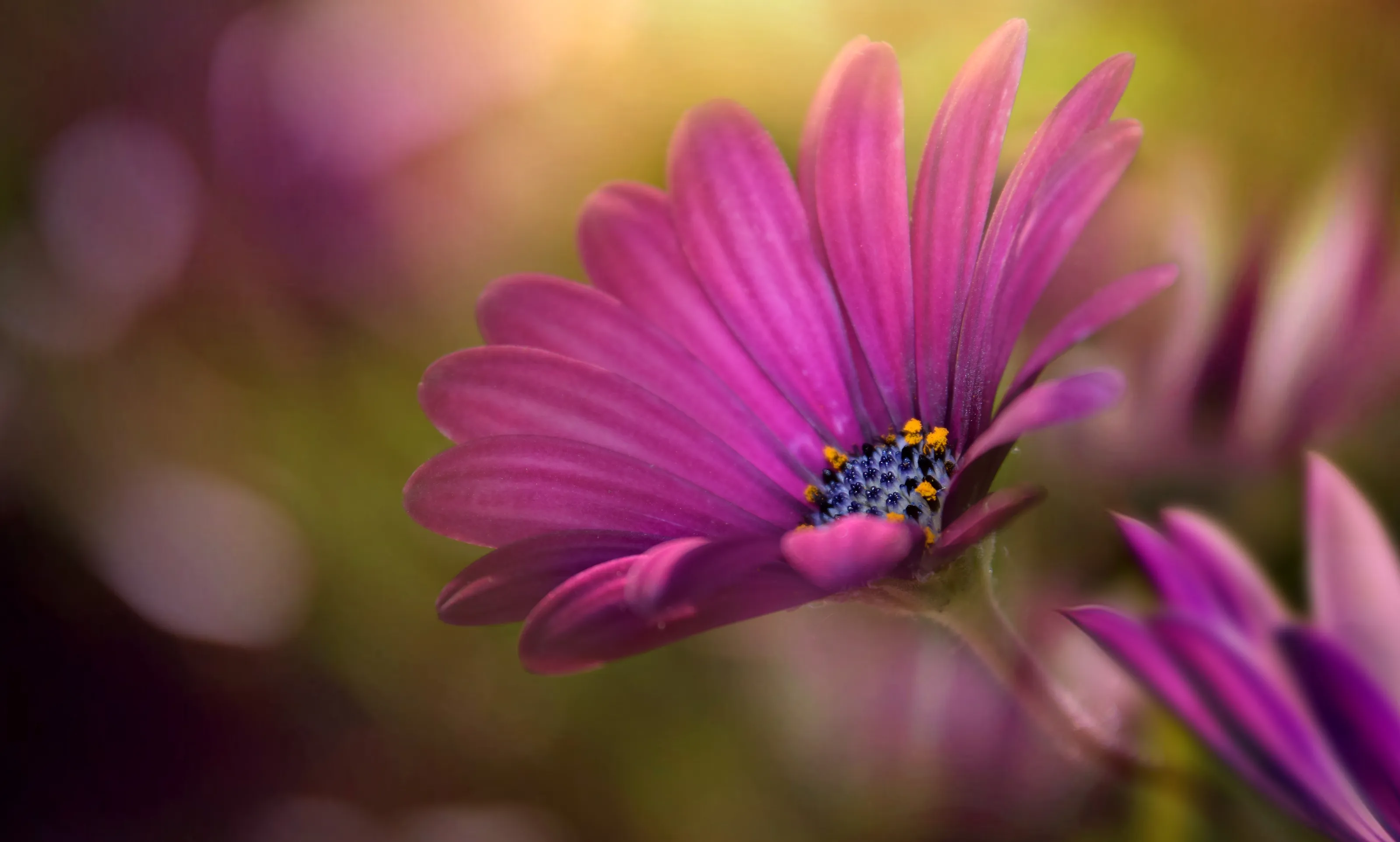In the Garden