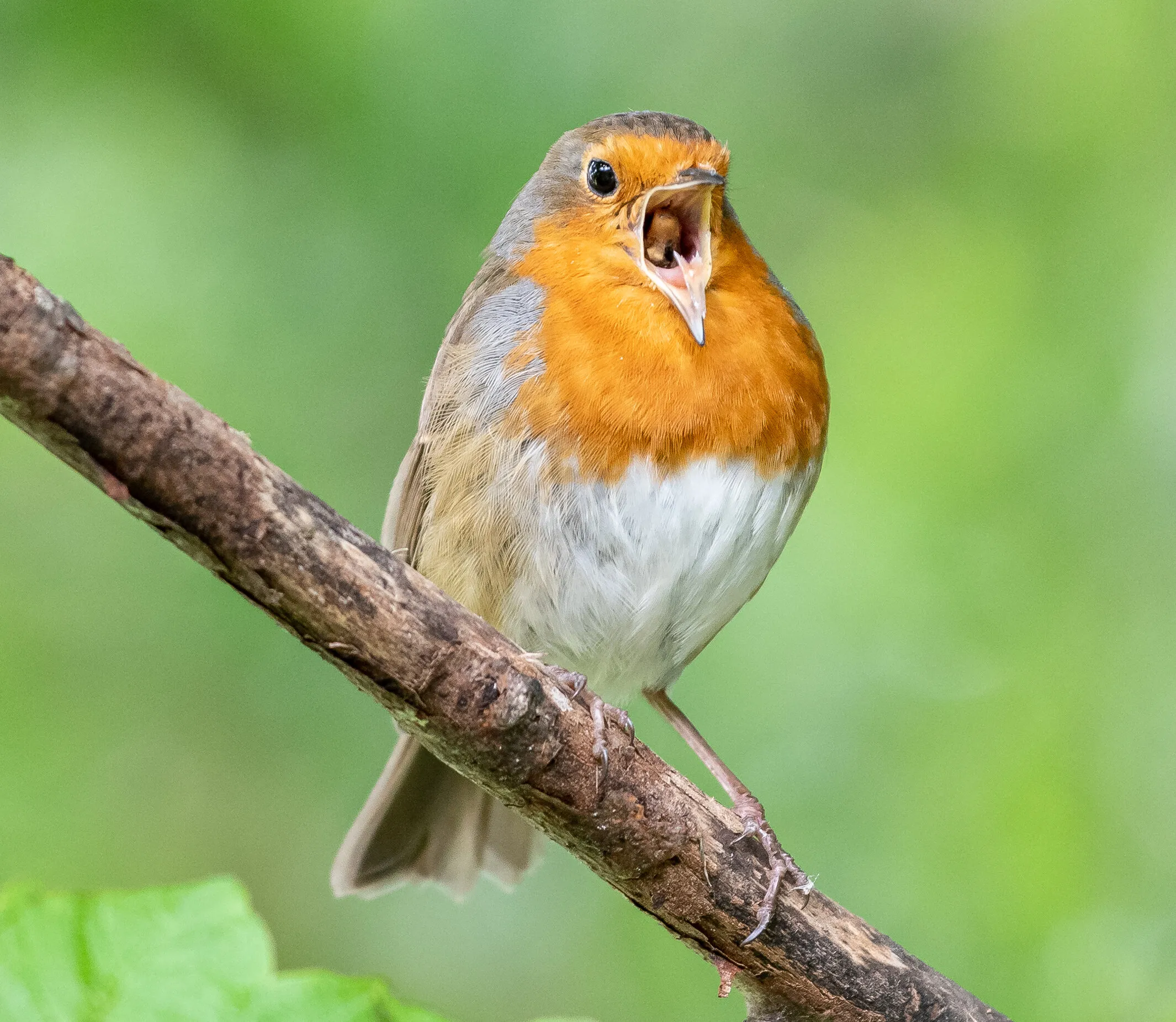 My local robin barking the 2 meter rule