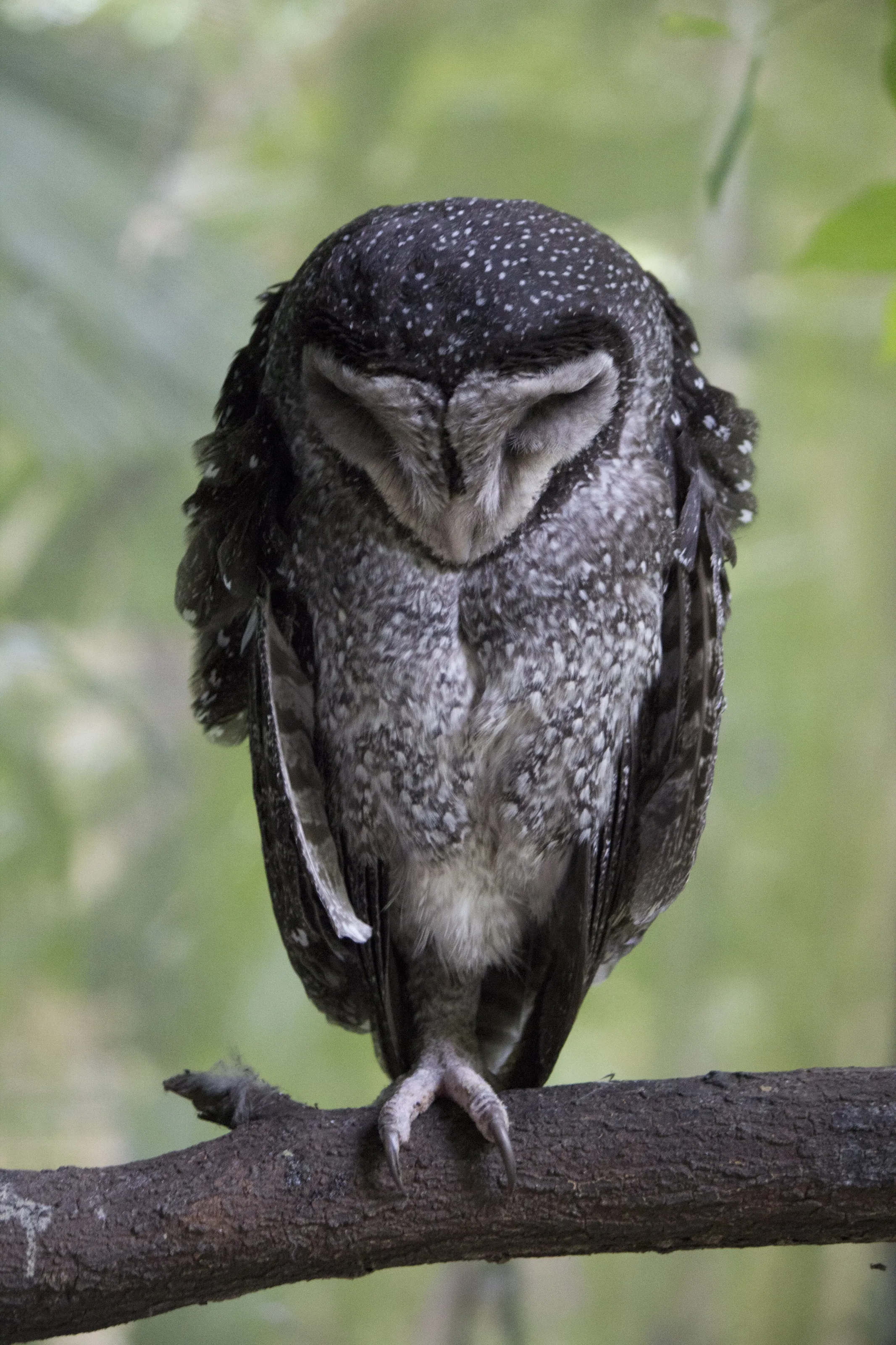 Sleeping Owl
