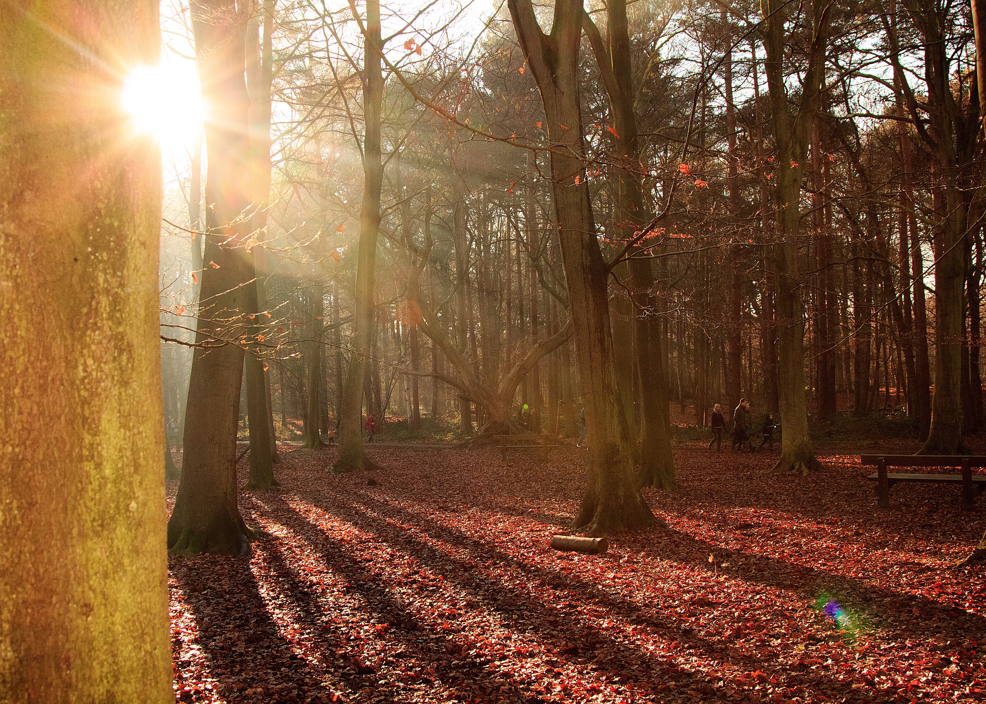 Winter walks