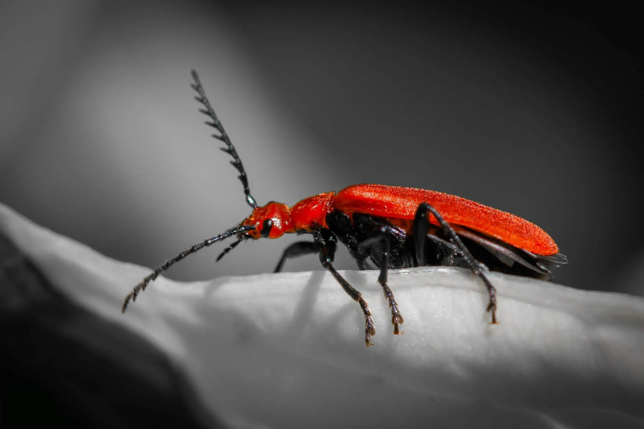 Resplendent Cardinal Beetle