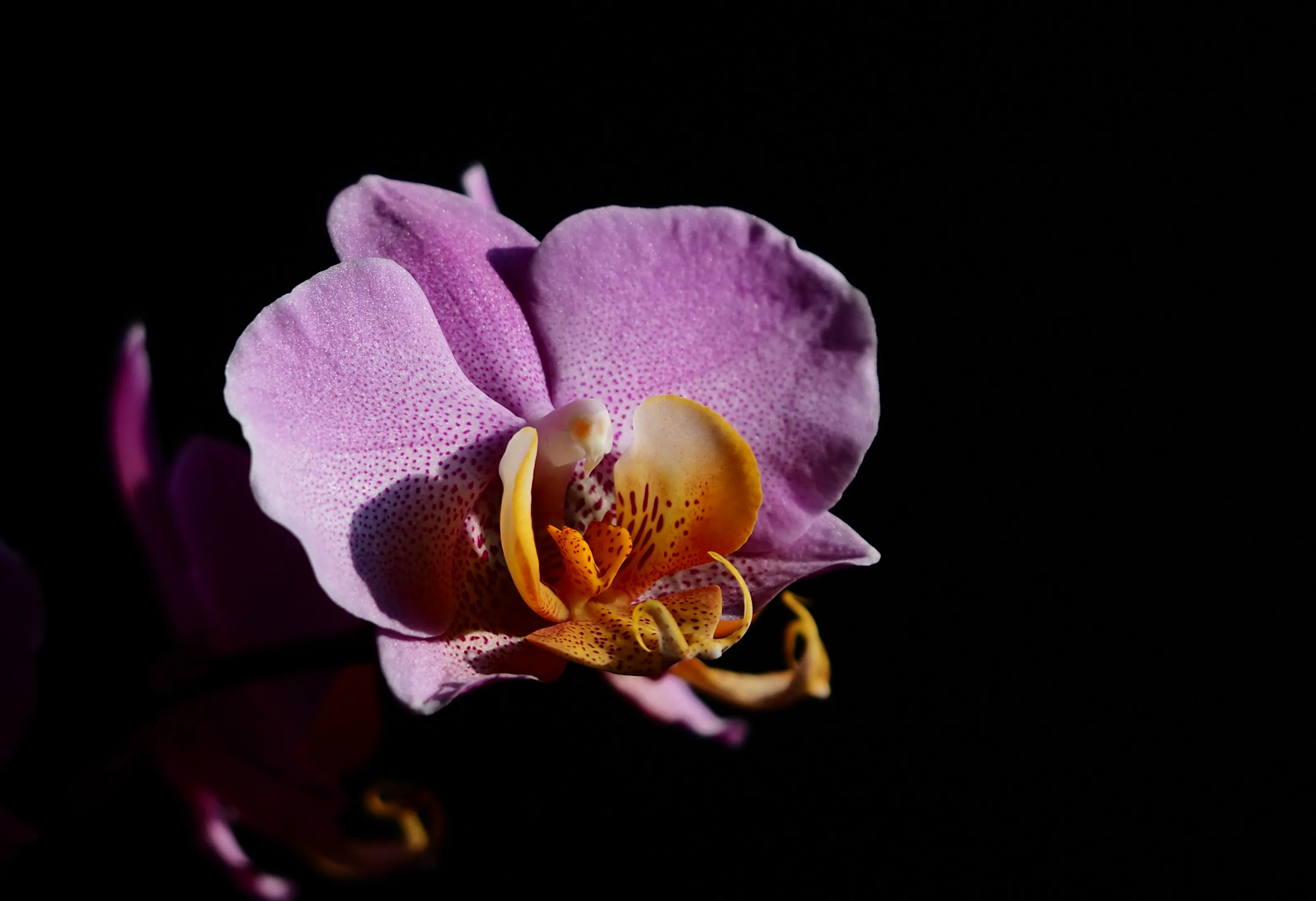 Orchidea