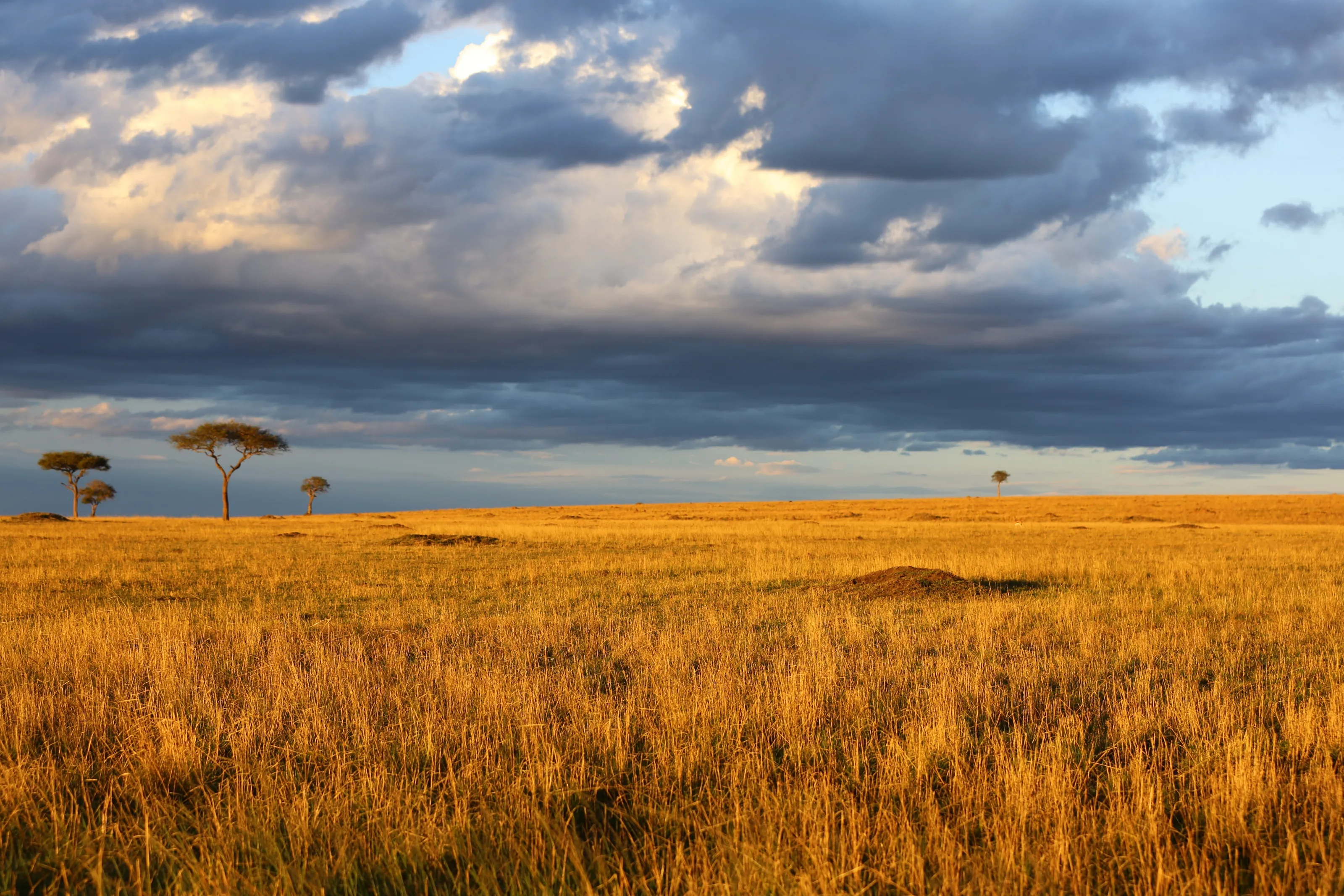 Golden Field !!