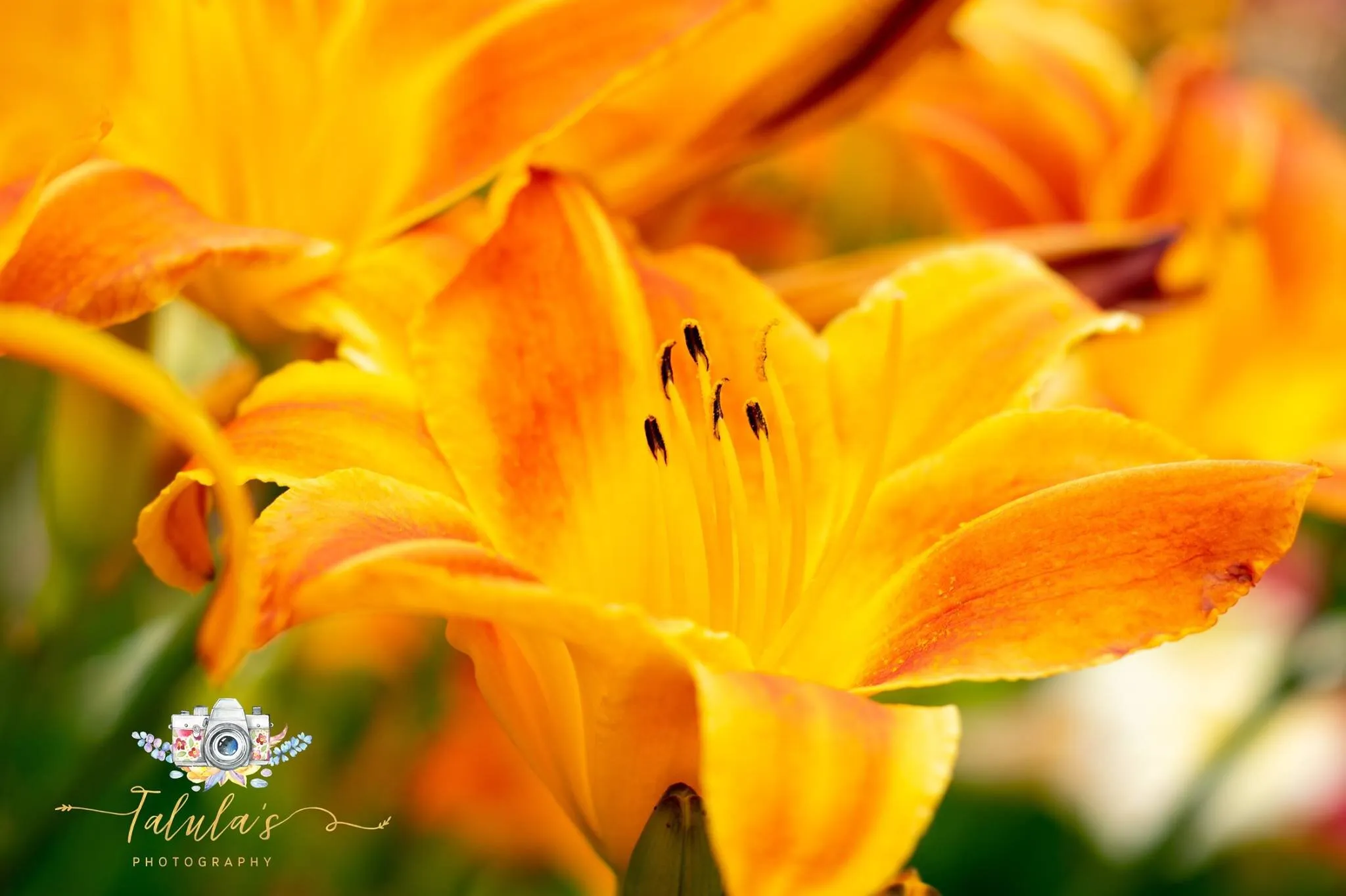 Orange Lilly