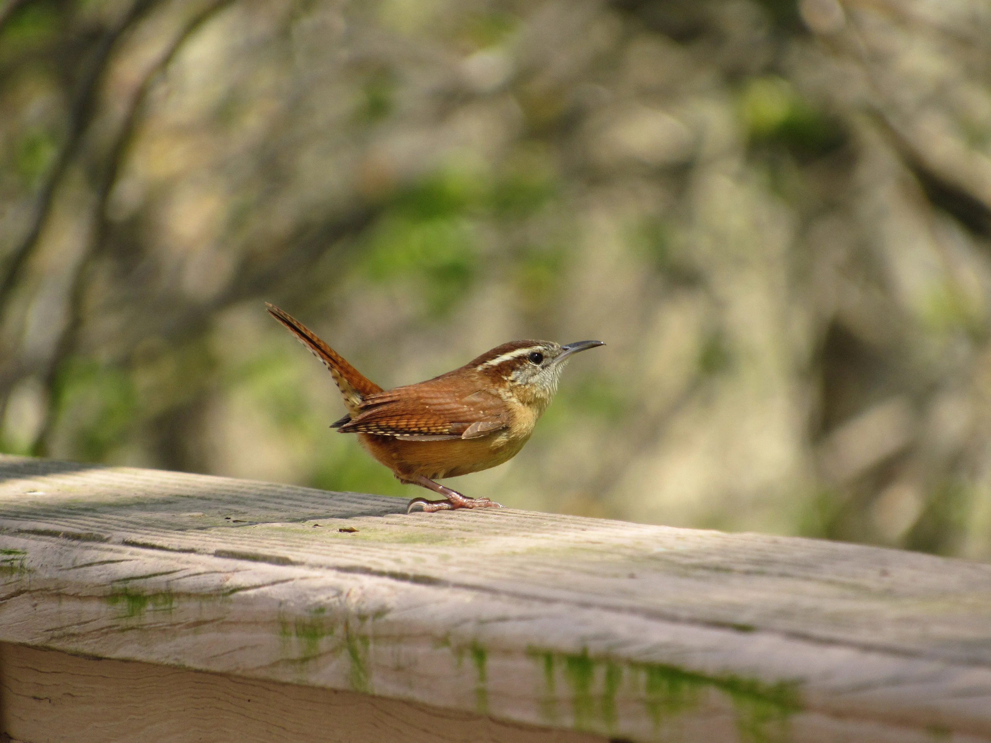 Carolina Wren