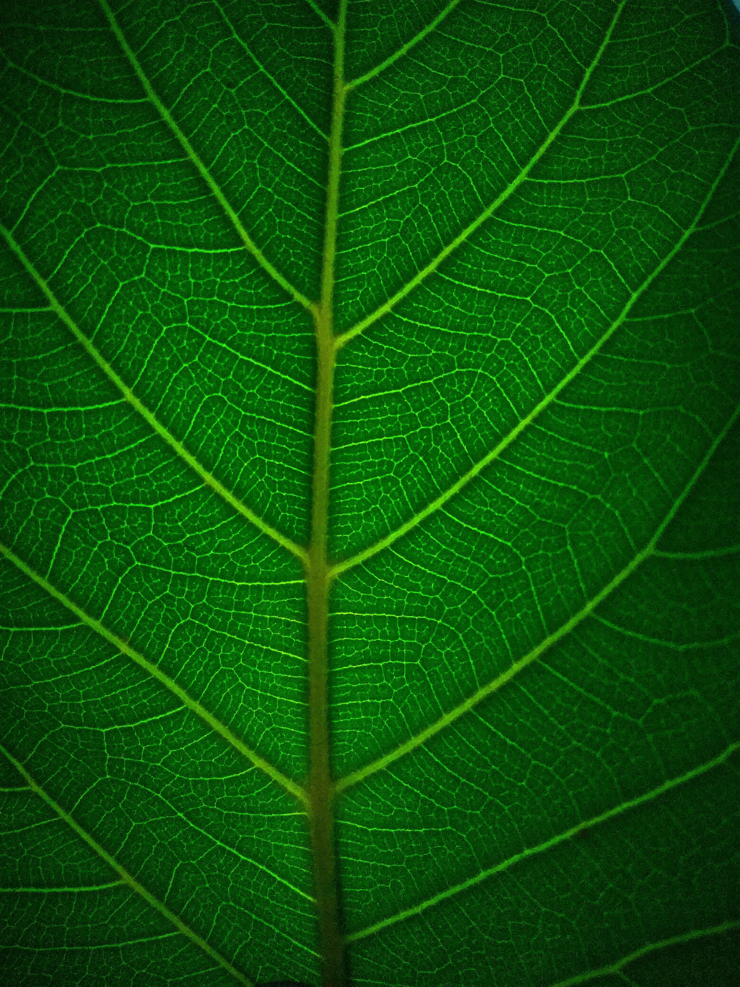 A green LEAF