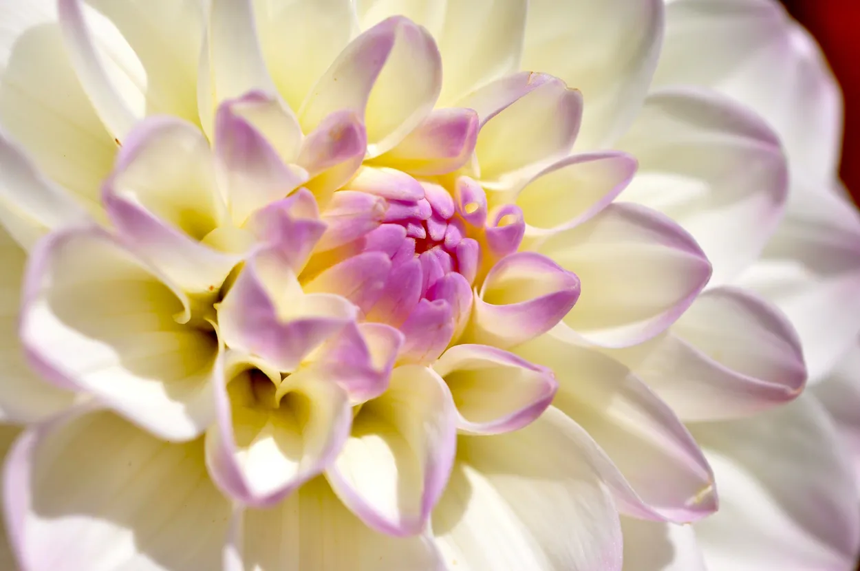 Entry 956525