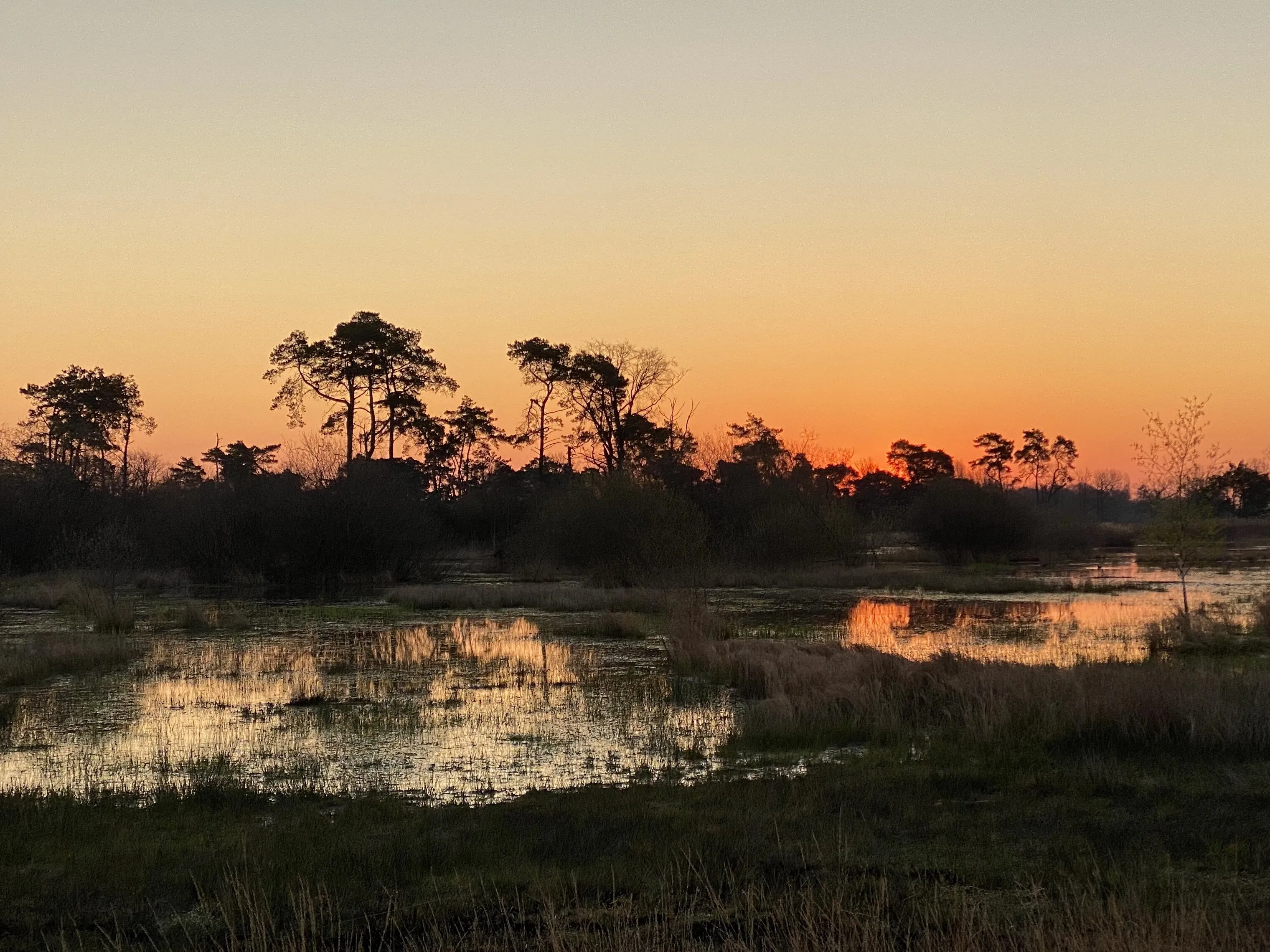 Zonsopkomst Tondense heide,  sunrise Tondense heide