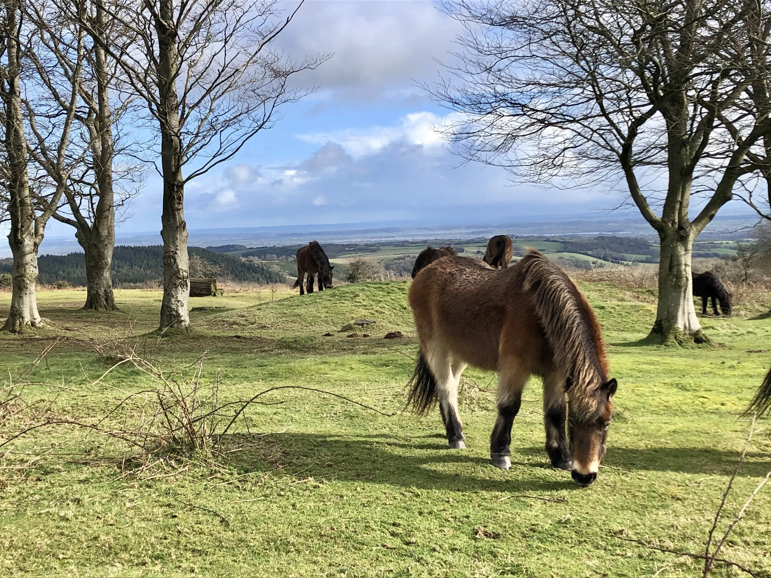 Wild Exmoor ponies