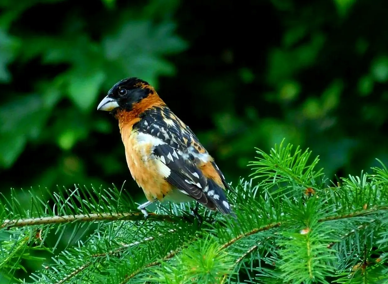 Banner image