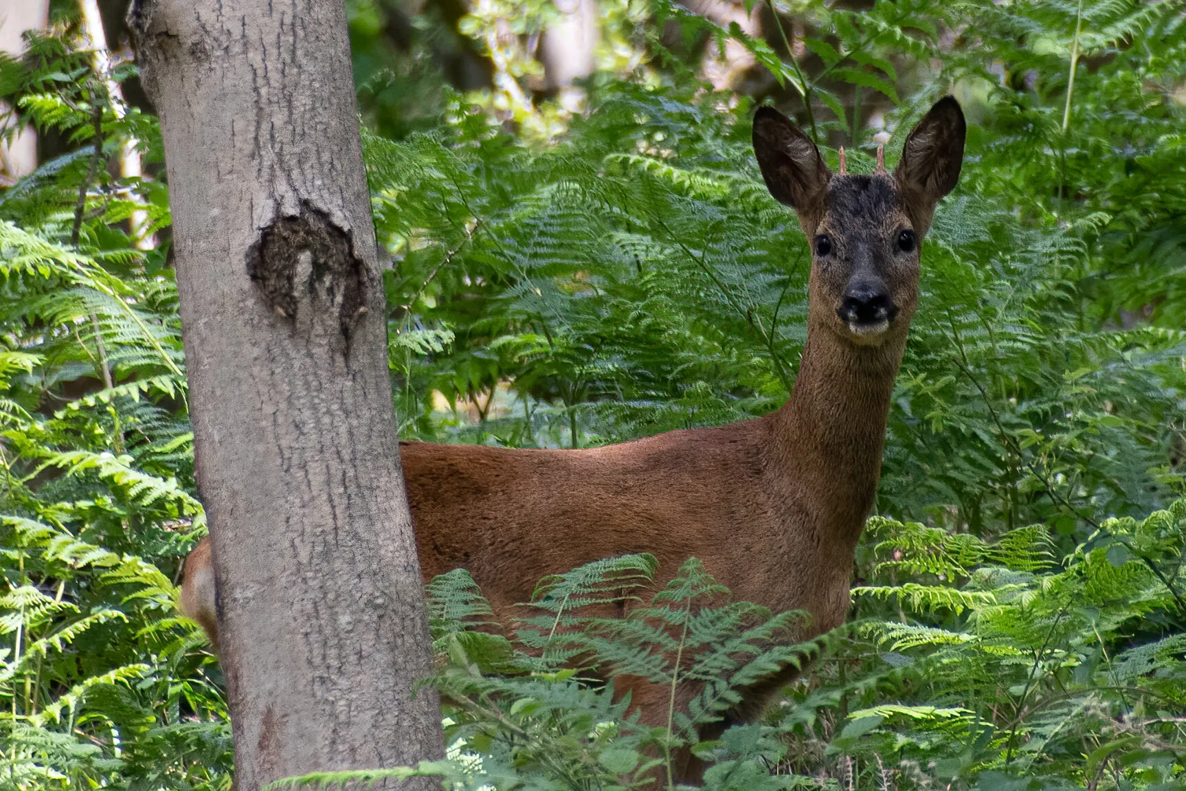 Deer