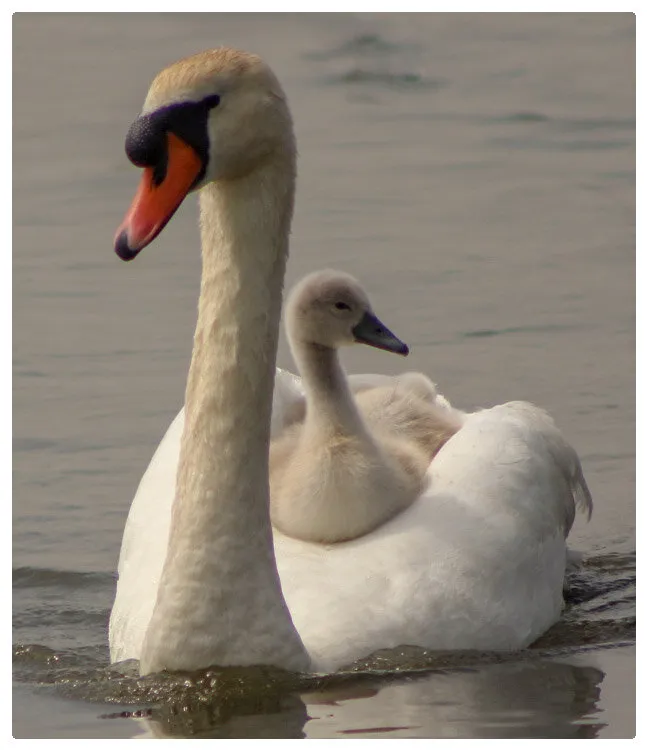 Entry 8936522