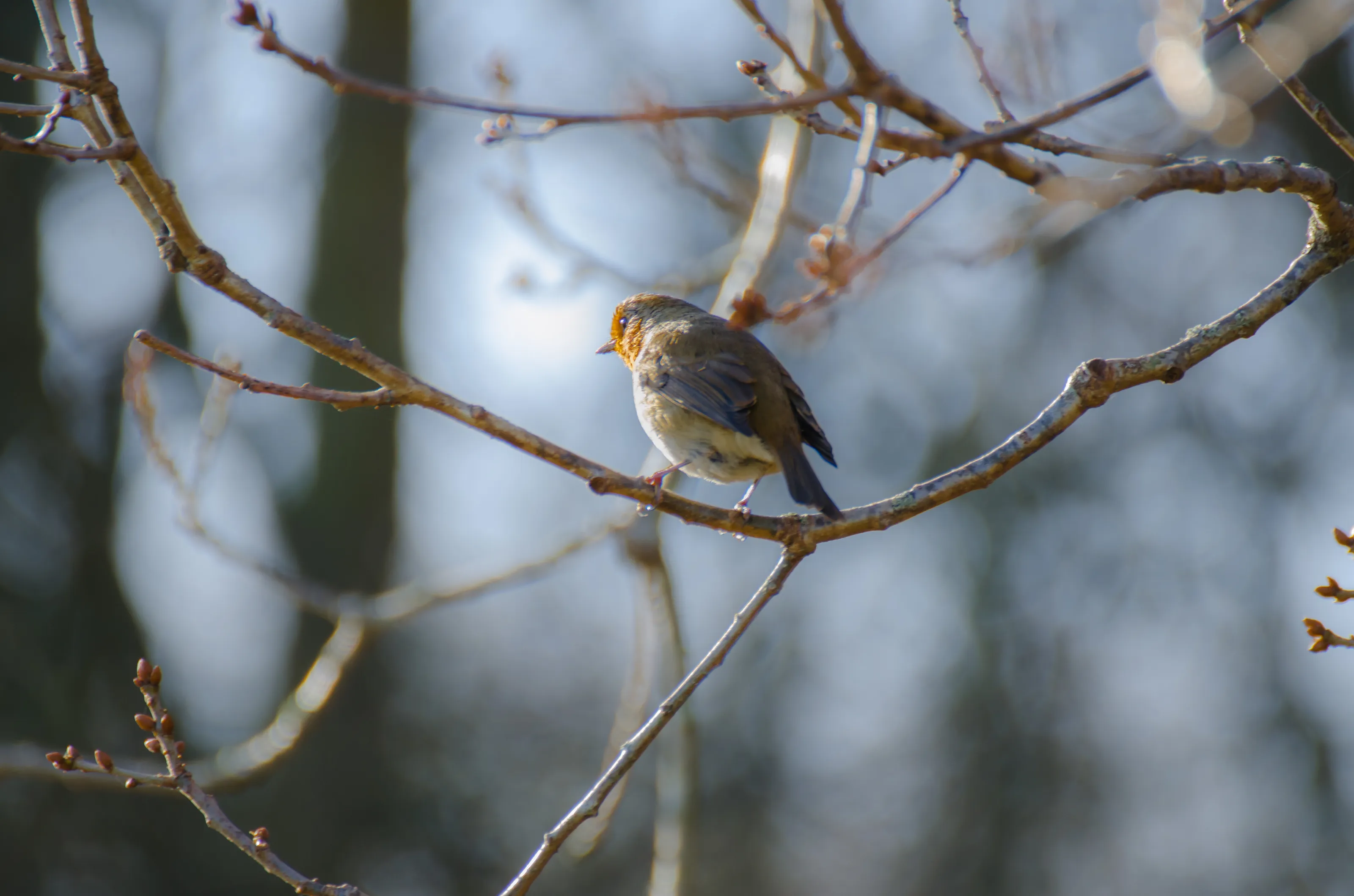 Winter Robin Looks For Food