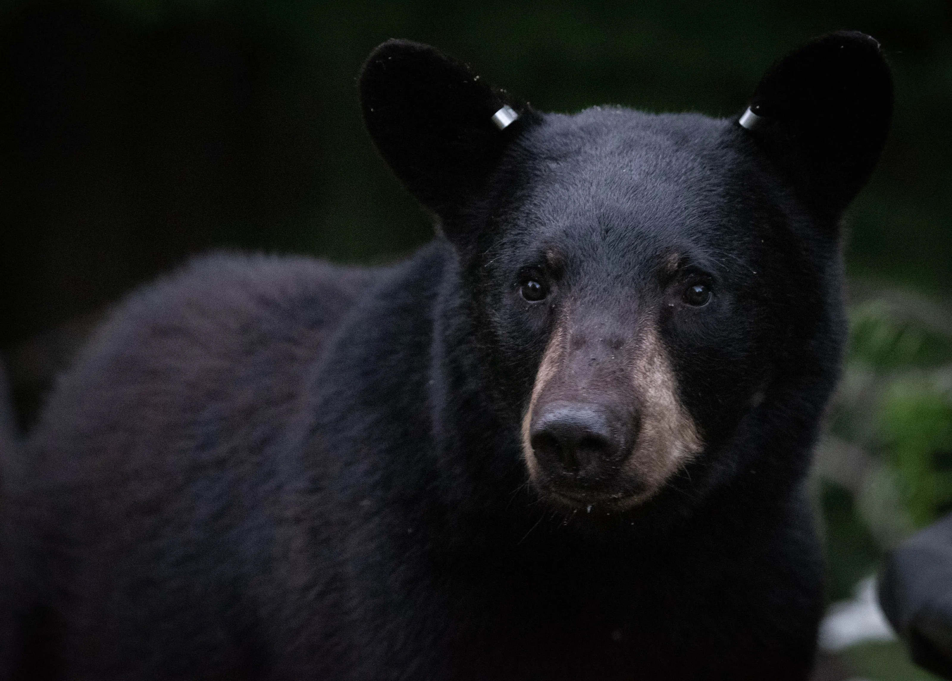 American black bear