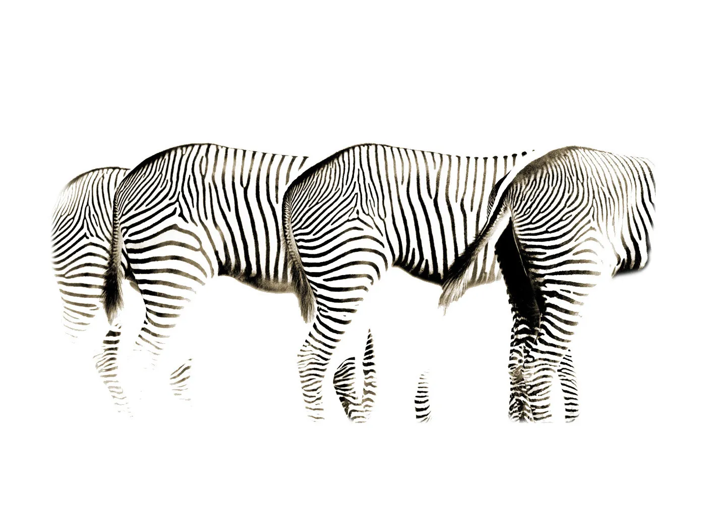 Reversed Rears