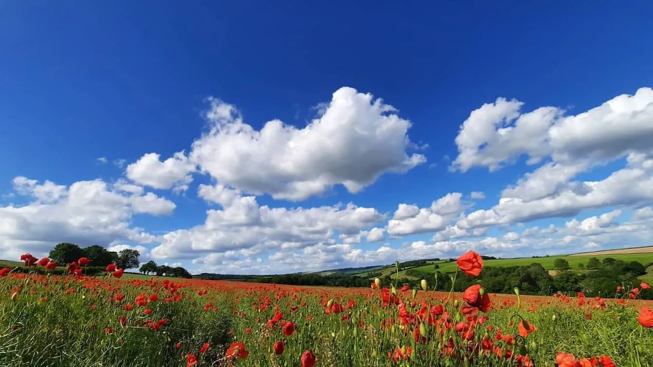 Poppy field