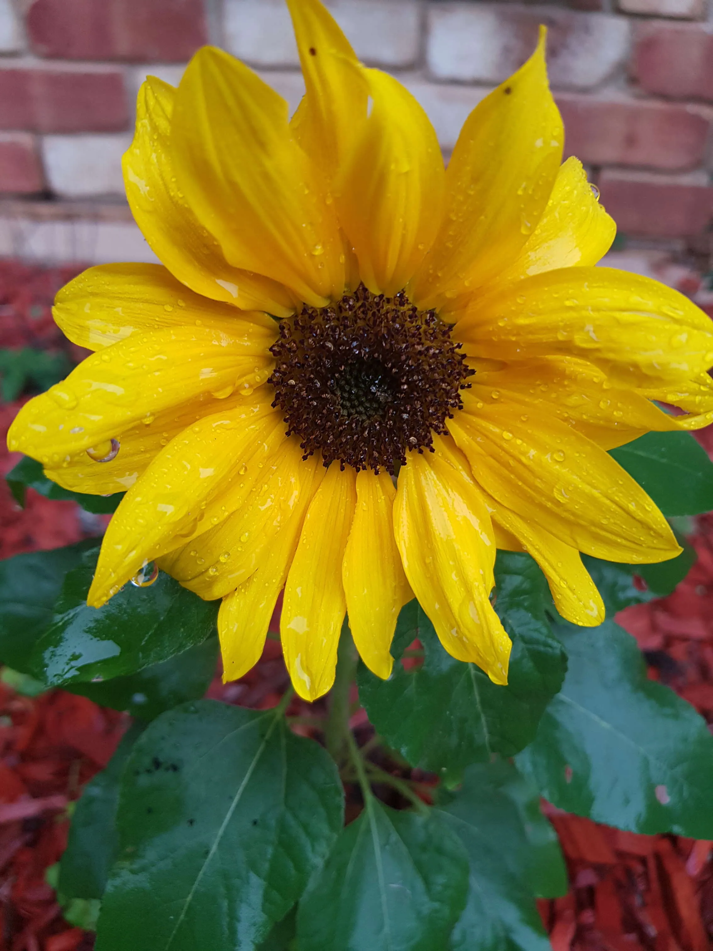 Sunshine