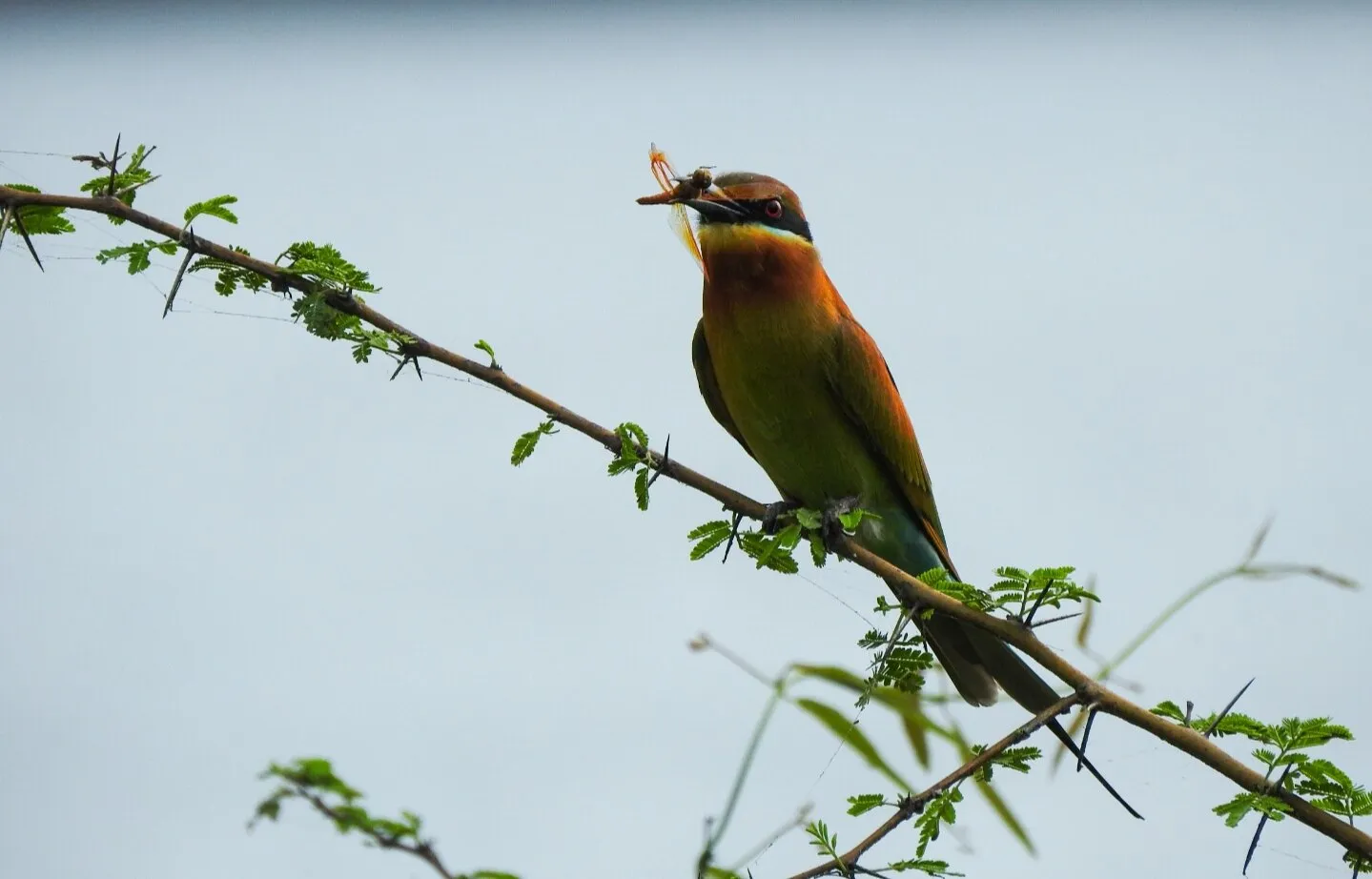 Wildlife photography