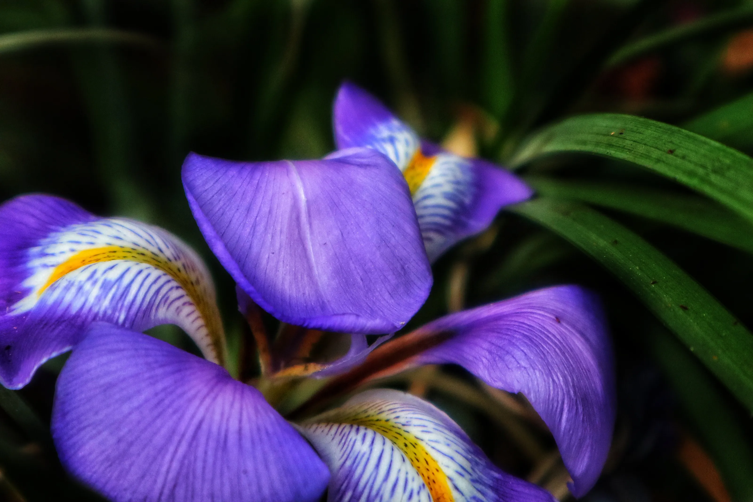 Delicate