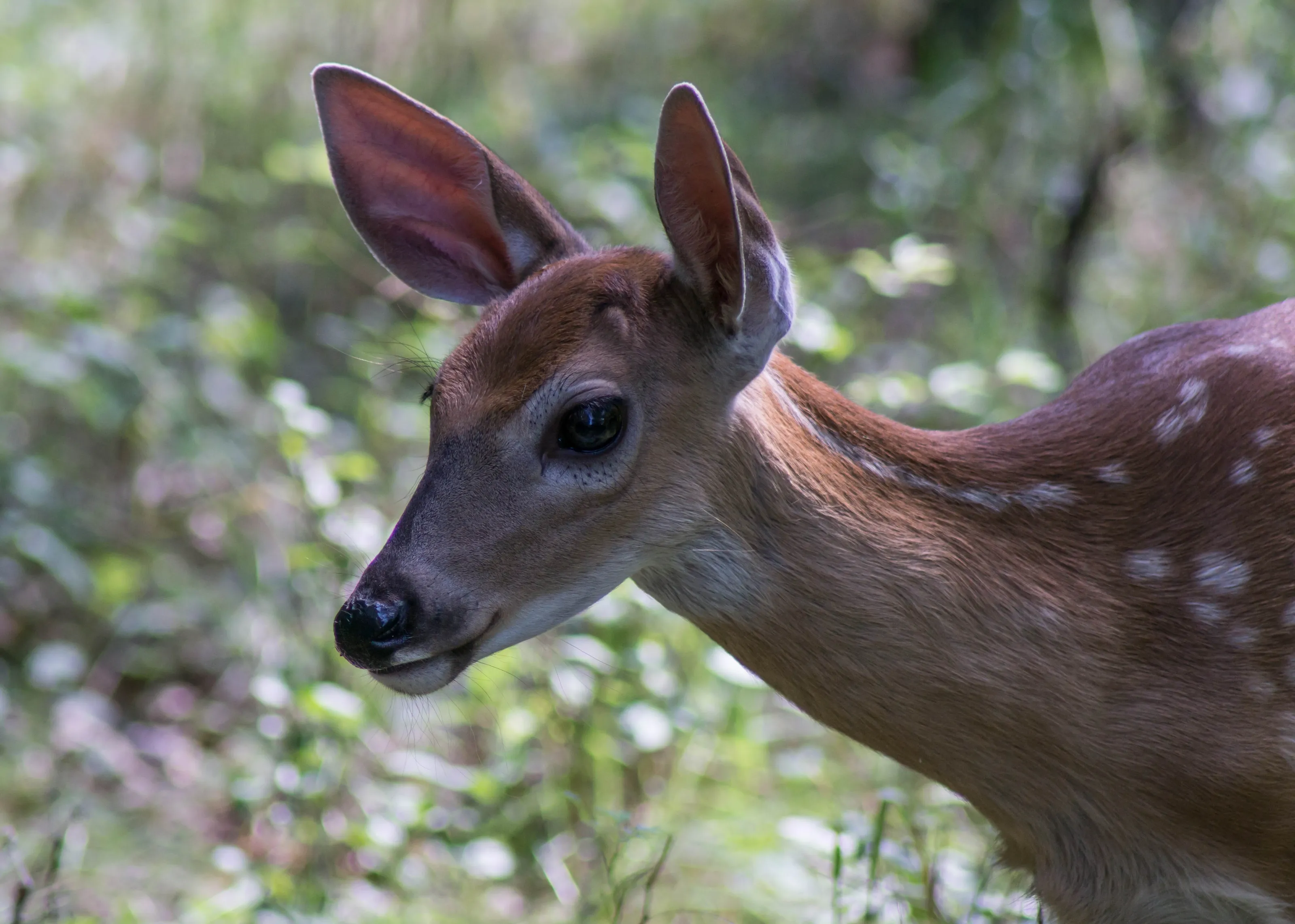 Baby Buck