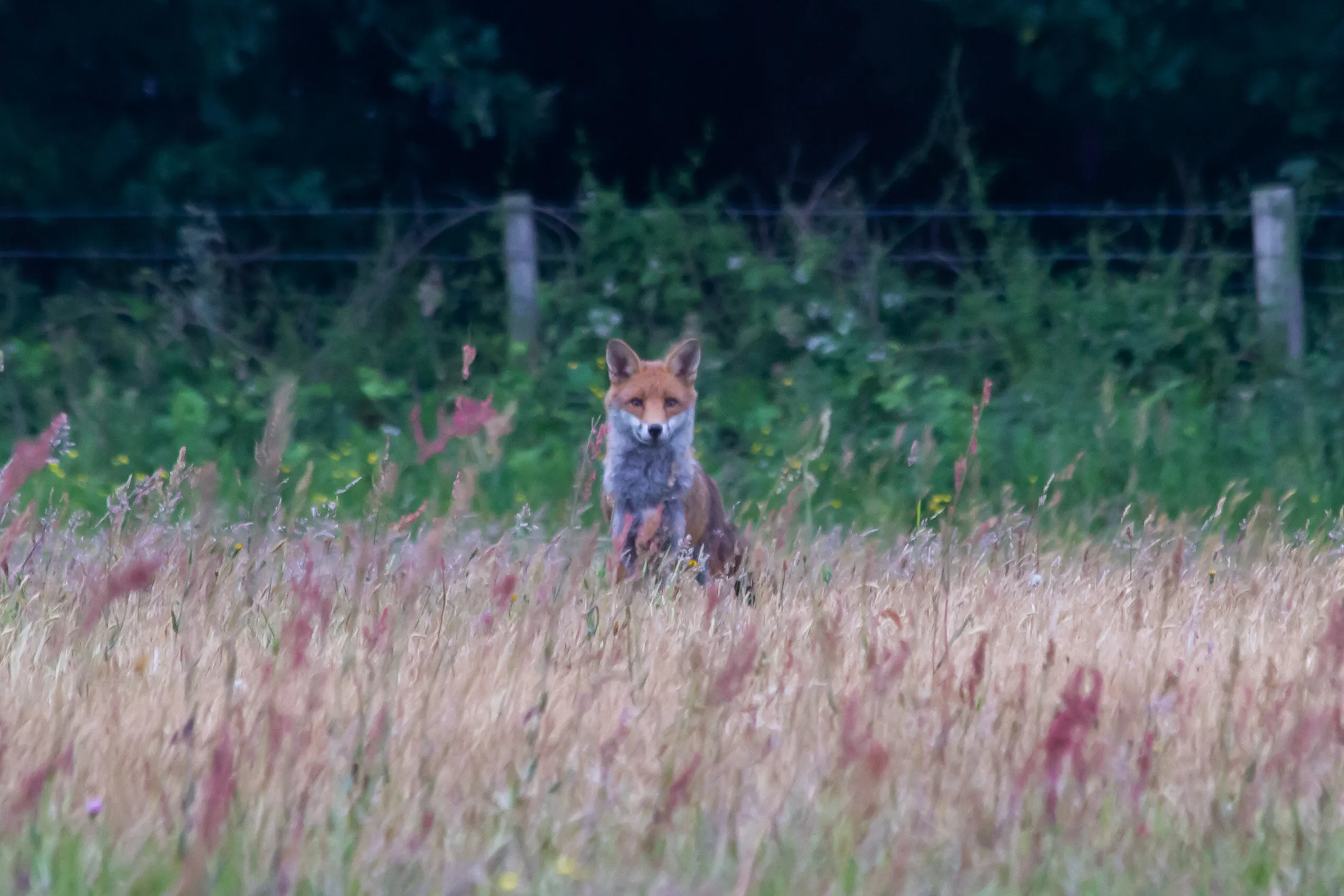 Chance encounter with a fox
