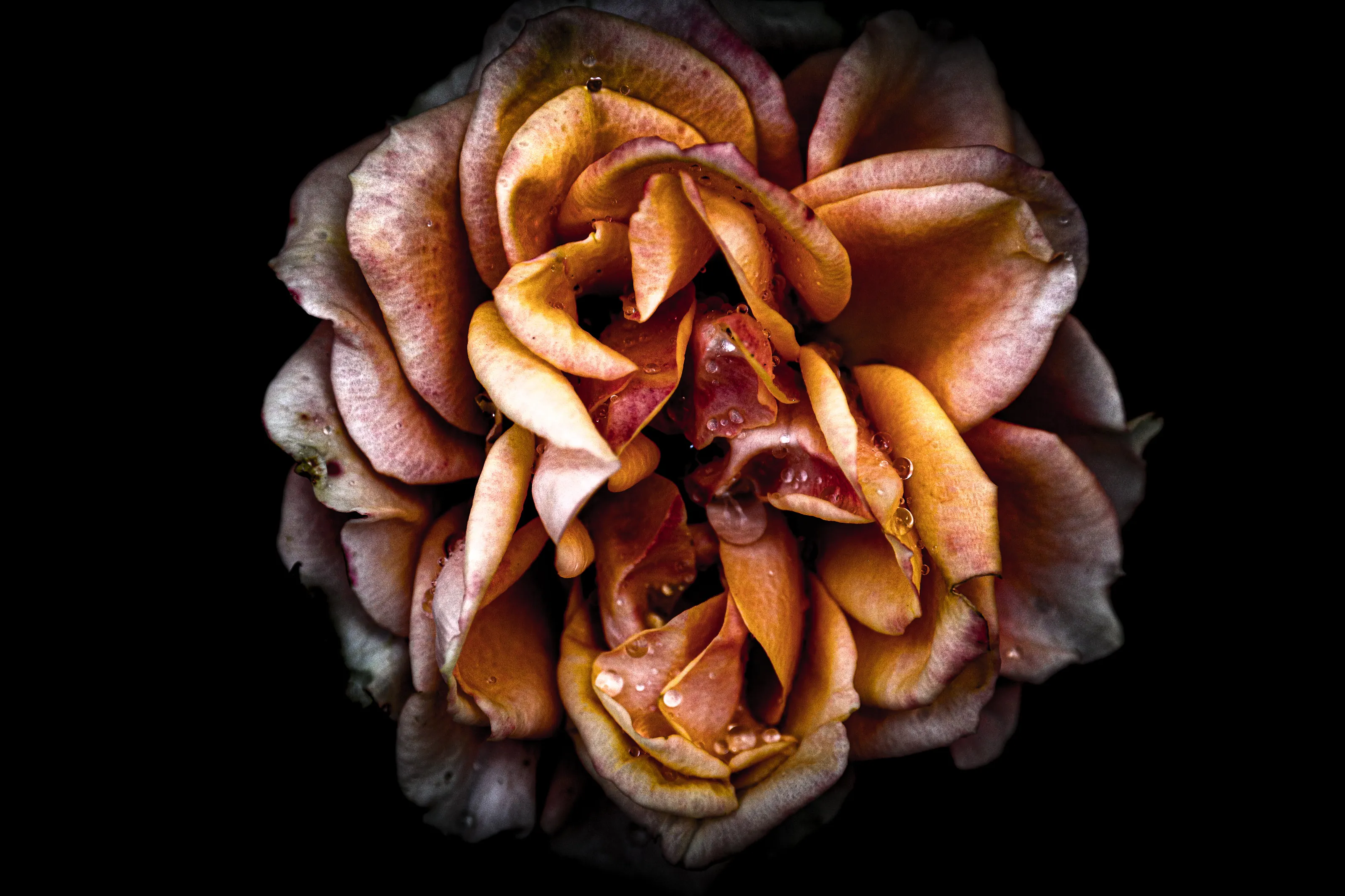 Dying Night Rose