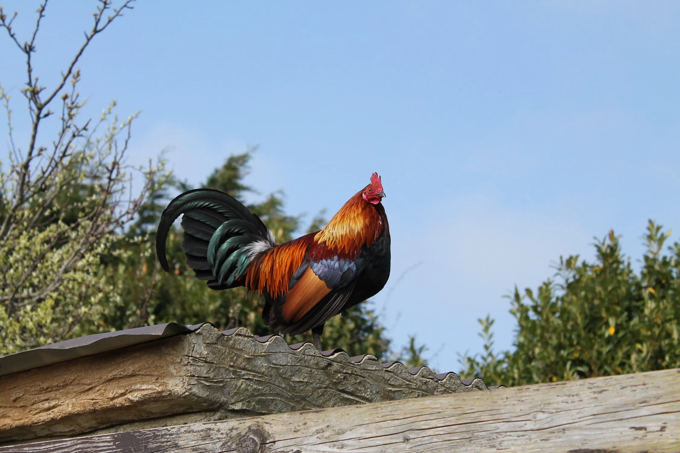 The Rooster