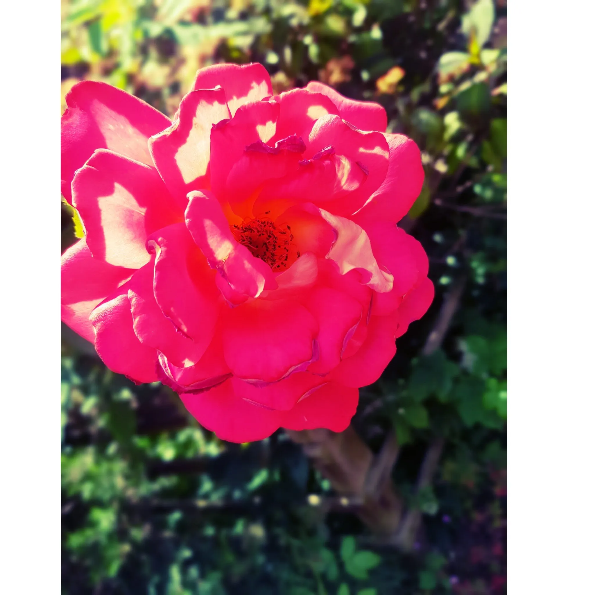 Sunny Rose