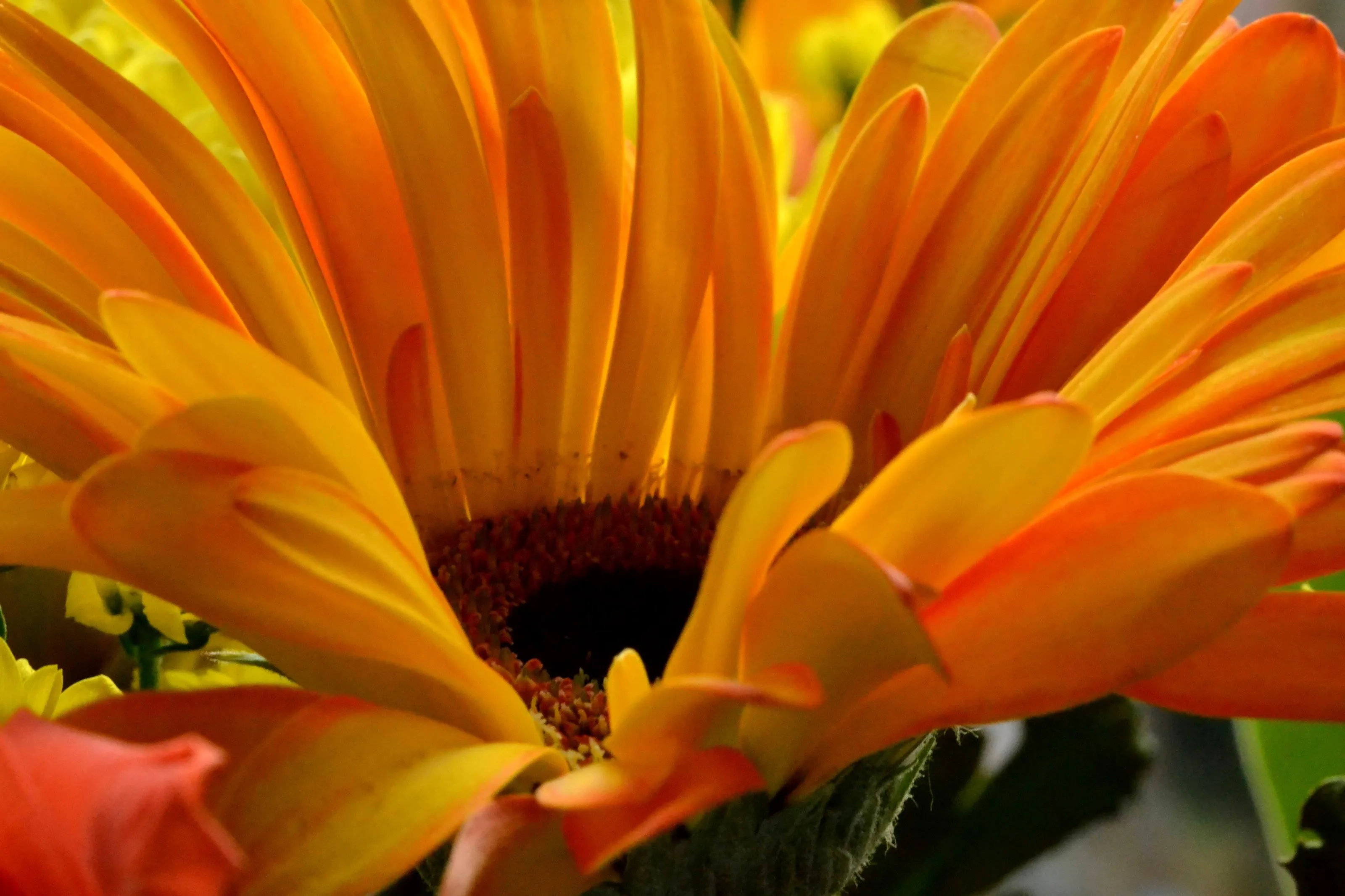 Gerbera
