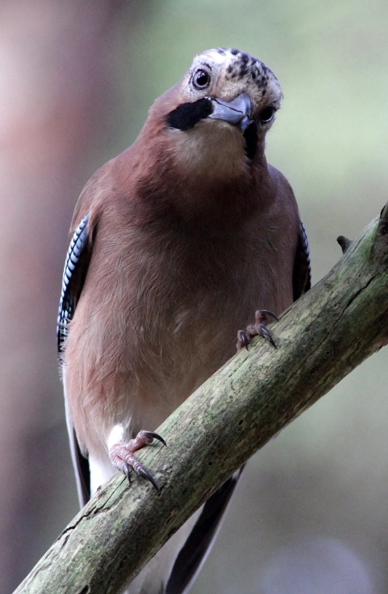 European Jay